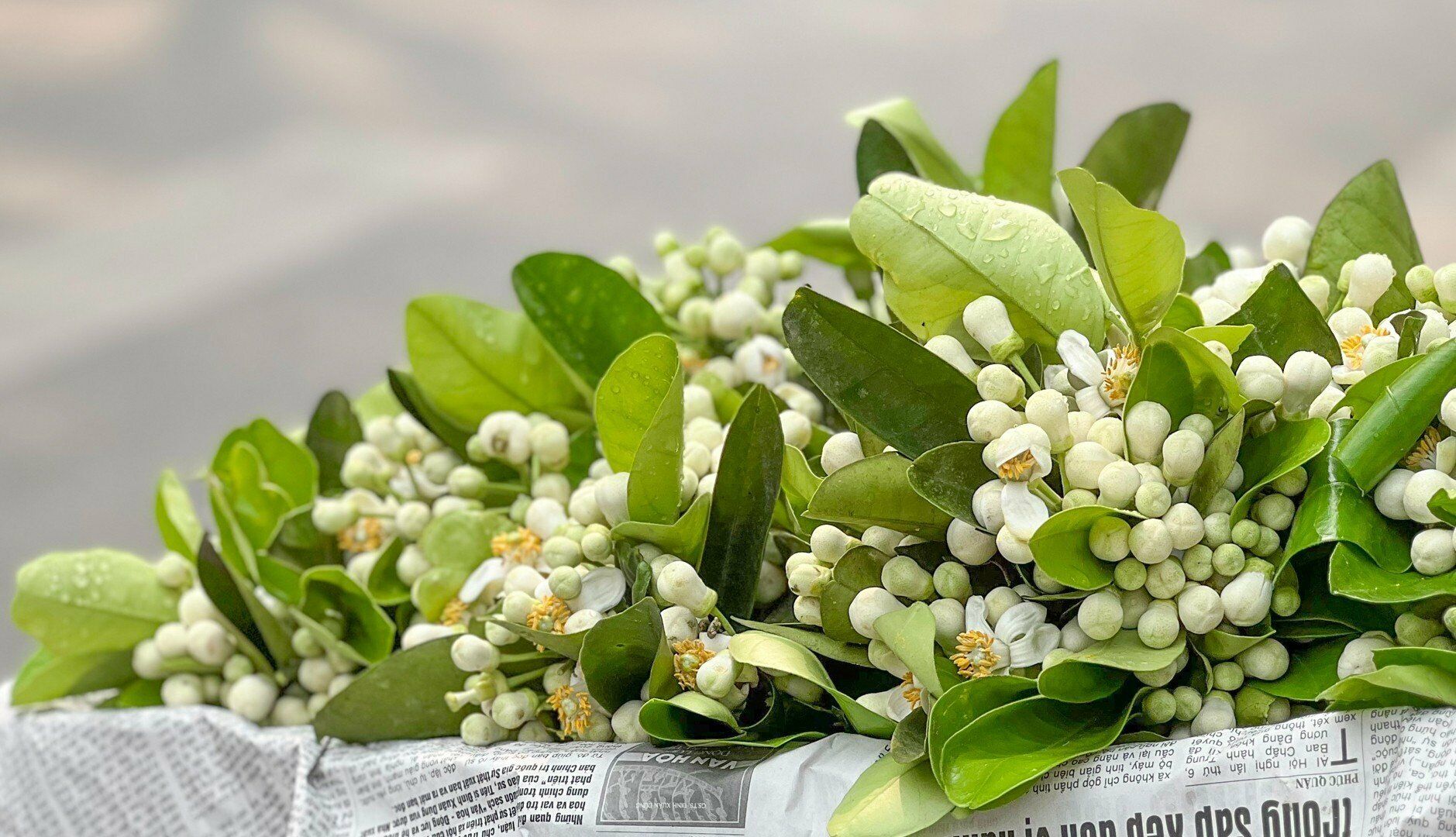 Với m&agrave;u trắng tinh kh&ocirc;i cộng với hương thơm đặc trưng, hoa bưởi đ&atilde; tạo ra một kh&ocirc;ng kh&iacute; rất "th&aacute;ng Ba" tr&ecirc;n c&aacute;c con phố Thủ đ&ocirc; ở H&agrave; Nội.