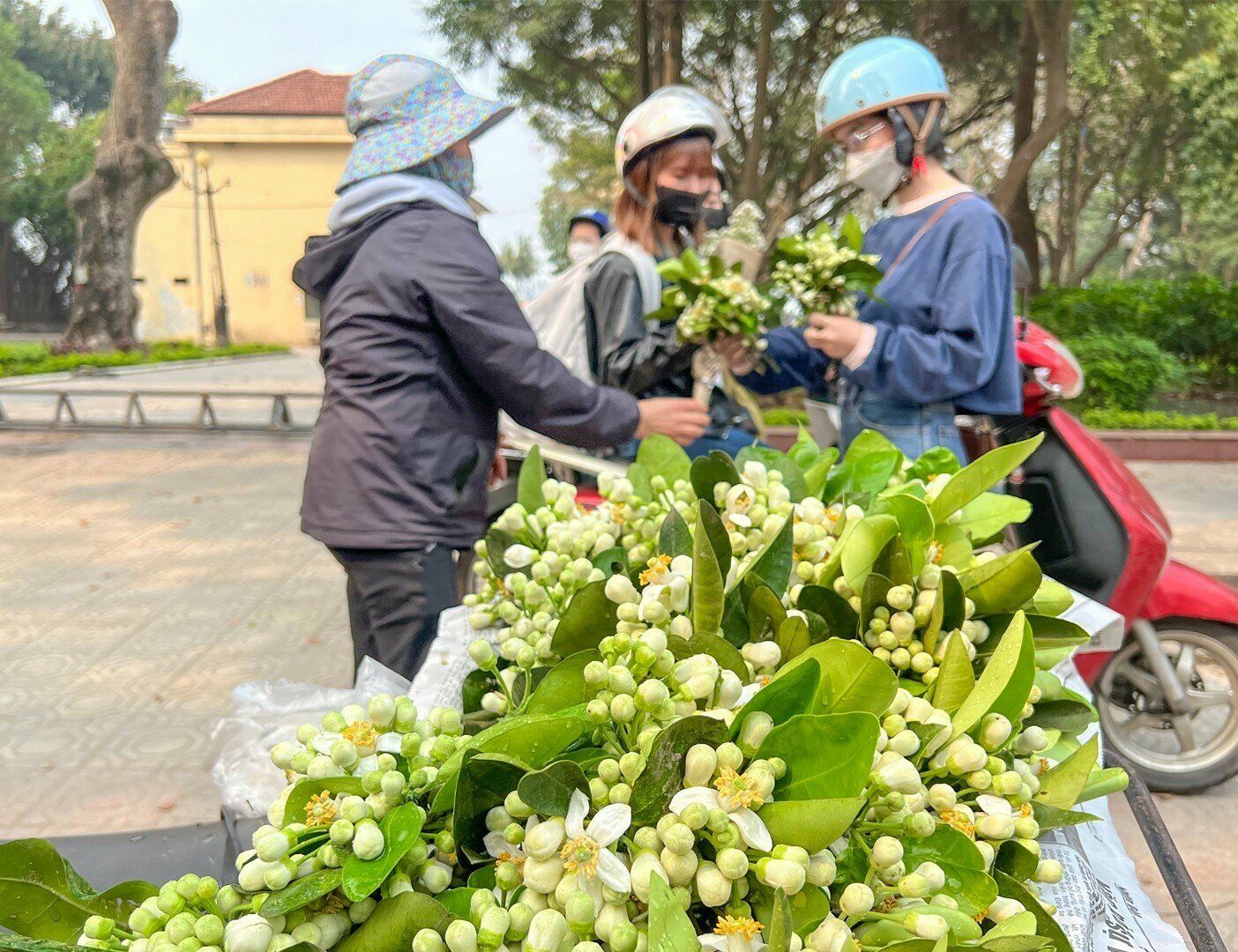 "Ngo&agrave;i hoa tr&ecirc;n b&agrave;n thờ, t&ocirc;i c&ograve;n mua b&oacute; hoa bưởi, cắm trong lọ ngắn đặt ph&ograve;ng kh&aacute;ch. Hoa bưởi nhanh rụng v&agrave; mau t&agrave;n n&ecirc;n cứ 2-3 h&ocirc;m l&agrave; t&ocirc;i lại thay hoa mới. M&ugrave;a nồm ẩm n&agrave;y c&oacute; những b&ocirc;ng hoa bưởi trong nh&agrave; khiến kh&ocirc;ng kh&iacute; dễ chịu hơn", chị Linh n&oacute;i.