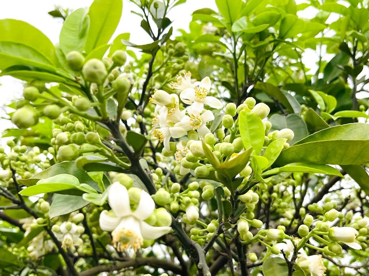 Hoa bưởi thường được b&aacute;n theo b&oacute;, đĩa từ 30 đến 50 ngh&igrave;n đồng/đĩa, hoặc theo lạng từ 25 đến 30 ngh&igrave;n đồng/lạng. V&agrave;o đầu m&ugrave;a đ&atilde; c&oacute; l&uacute;c l&ecirc;n tới nửa triệu đồng cho 1 c&acirc;n hoa bưởi.