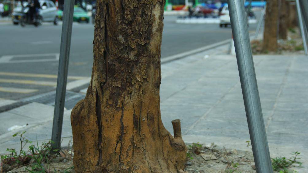 Người d&acirc;n sinh sống dọc hai b&ecirc;n tuyến đường n&oacute;i tr&ecirc;n cho biết, nguy&ecirc;n nh&acirc;n c&acirc;y xanh bị chết l&agrave; do kh&ocirc;ng được chăm s&oacute;c cẩn thận, kh&ocirc;ng được tưới nước thường xuy&ecirc;n.