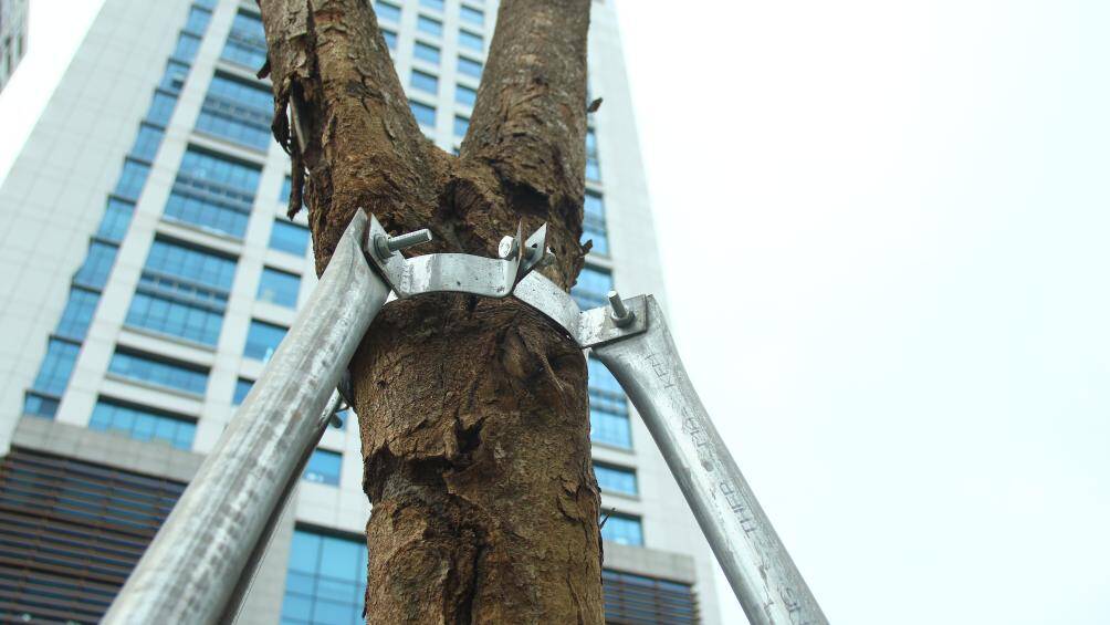 "H&agrave;ng c&acirc;y n&agrave;y đ&atilde; được trồng một thời gian rồi, chỉ c&oacute; v&agrave;i c&acirc;y l&agrave; c&oacute; dấu hiệu của sự sống, ra l&aacute; xanh nhưng phần lớn c&ograve;n lại đ&atilde; bị kh&ocirc;, kh&ocirc;ng c&oacute; dấu hiệu ph&aacute;t triển do kh&ocirc;ng c&oacute; người chăm s&oacute;c", một người d&acirc;n cho biết.