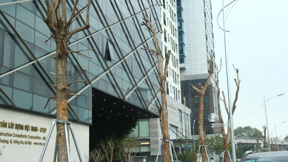 Đa số c&acirc;y c&oacute; th&acirc;n kh&ocirc; cằn, trơ trụi từ gốc đến ngọn, kh&ocirc;ng c&oacute; ch&uacute;t m&agrave;u xanh n&agrave;o của l&aacute;.