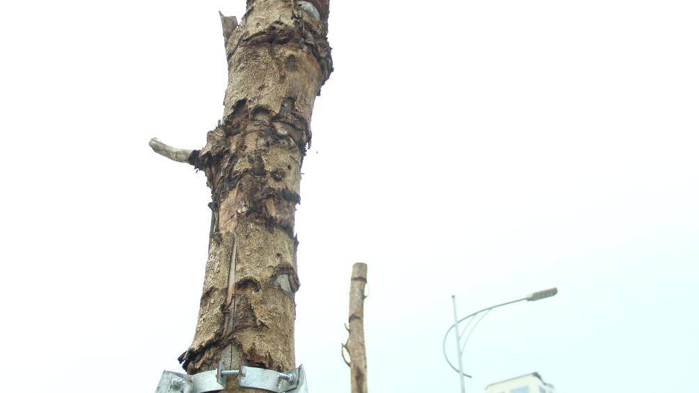 Tuy nhi&ecirc;n, theo ghi nhận của PV B&aacute;o Giao th&ocirc;ng, hiện phần lớn h&agrave;ng c&acirc;y trồng ở vỉa h&egrave; 2 b&ecirc;n tuyến đường l&agrave; c&acirc;y nhội cao tới 15 - 20m đang ở t&igrave;nh trạng h&eacute;o kh&ocirc;, tr&oacute;c vỏ, nhiều c&acirc;y c&oacute; dấu hiệu bị chết.