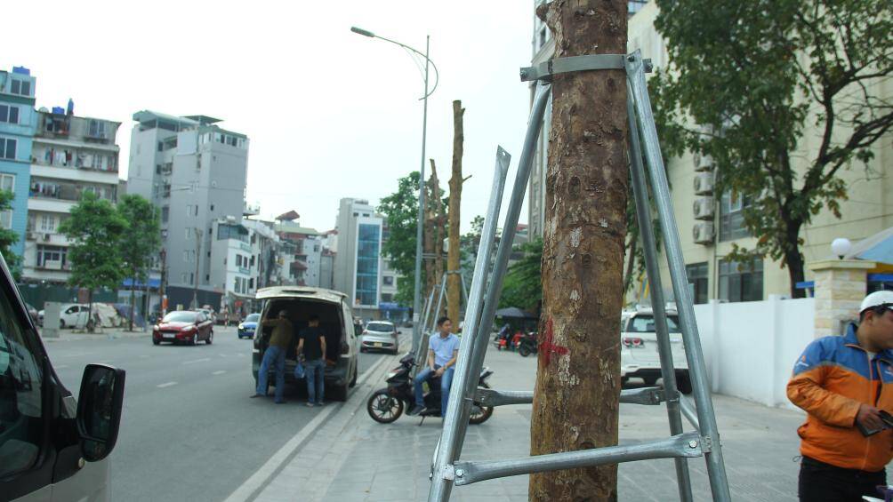 Theo quan s&aacute;t, những c&acirc;y xanh n&agrave;y rất kh&oacute; để c&oacute; thể sống s&oacute;t.