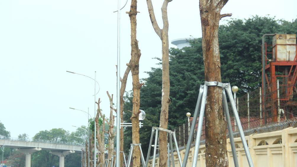 Những c&acirc;y n&agrave;y cũng được chống đỡ bằng c&aacute;c cột sắt cao khoảng 2m, c&oacute; t&aacute;c dụng gi&uacute;p c&acirc;y ph&aacute;t triển theo chiều thẳng đứng, tr&aacute;nh g&atilde;y đổ khi gặp thời tiết xấu.