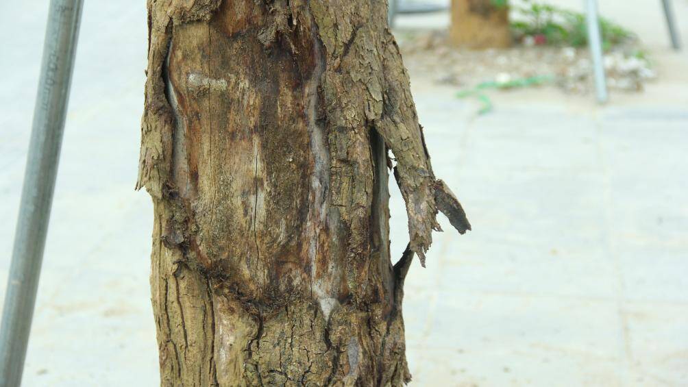 Việc h&agrave;ng c&acirc;y mới được trồng v&agrave;i th&aacute;ng nhưng đ&atilde; chết kh&ocirc; khiến người d&acirc;n kh&ocirc;ng tr&aacute;nh khỏi tiếc nuối.