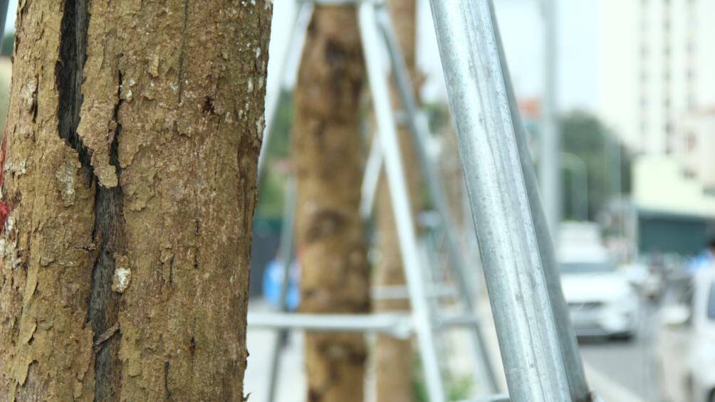 Nhiều c&acirc;y đ&atilde; bong tr&oacute;c hết lớp vỏ b&ecirc;n ngo&agrave;i, để lộ lớp gỗ b&ecirc;n trong đ&atilde; chết kh&ocirc;, nứt to&aacute;c.