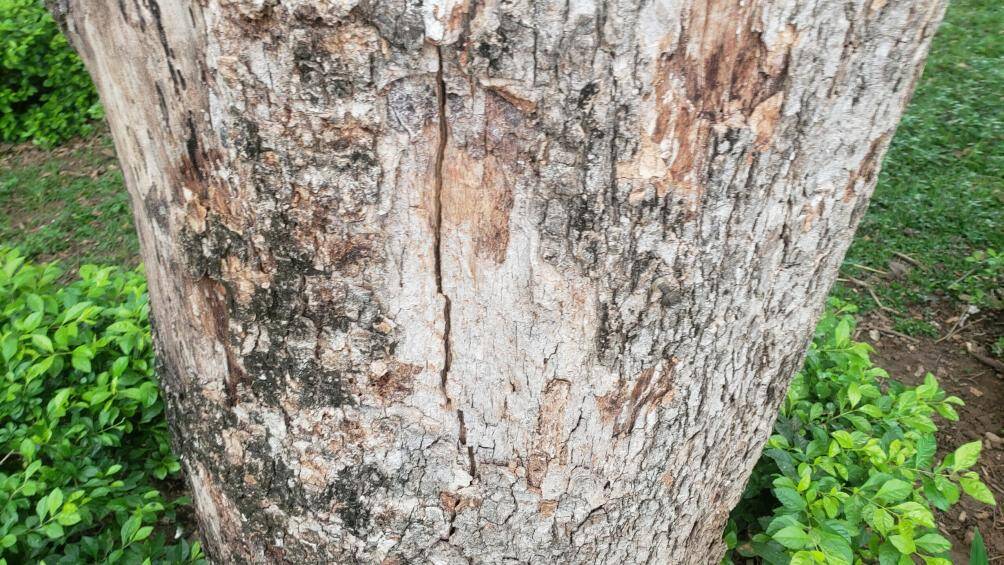 Phần gốc của c&acirc;y c&oacute; biểu hiện bị nứt.