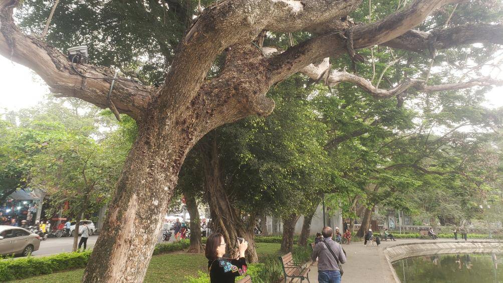 Theo quan s&aacute;t của PV, c&acirc;y sưa đỏ bị chết kh&ocirc; cao khoảng hơn 10m, đường k&iacute;nh th&acirc;n khoảng 70cm, gần với cầu Th&ecirc; H&uacute;c.