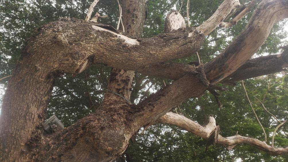 Tuy nhi&ecirc;n, mới đ&acirc;y người d&acirc;n v&agrave; du kh&aacute;ch b&agrave;ng ho&agrave;ng ph&aacute;t hiện một c&acirc;y sưa đỏ bị chết kh&ocirc;, th&acirc;n tr&oacute;c vỏ.