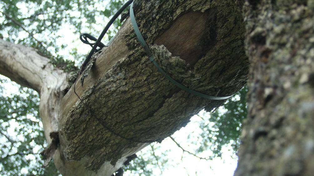 Những c&acirc;y sưa n&agrave;y c&oacute; gi&aacute; trị tiền tỉ, nằm ở quanh khu vực hồ Ho&agrave;n Kiếm v&agrave; vườn hoa L&yacute; Th&aacute;i Tổ. Ngo&agrave;i ra, c&acirc;y gỗ sưa đỏ cũng được liệt v&agrave;o nh&oacute;m nghi&ecirc;m cấm khai th&aacute;c, mua b&aacute;n v&igrave; mục đ&iacute;ch thương mại.