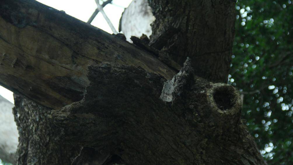 "Trước đ&acirc;y, c&acirc;y n&agrave;y c&oacute; gắn biển l&agrave; c&acirc;y sưa đỏ v&agrave; c&oacute; tuổi thọ l&agrave; gần 100 tuổi. Thế nhưng kh&ocirc;ng hiểu sao c&acirc;y n&agrave;y đ&atilde; bị chết kh&ocirc; khoảng v&agrave;i năm nay rồi v&agrave; kh&ocirc;ng được chặt hạ", người d&acirc;n cho hay.