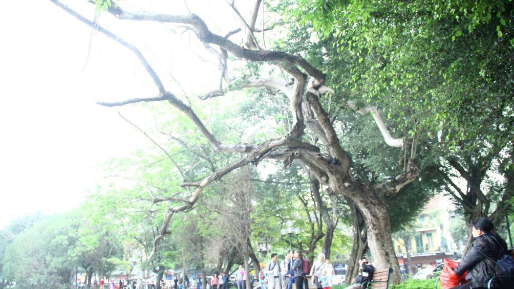 Từ th&acirc;n cho đến ngọn c&acirc;y sưa cổ thụ giờ kh&ocirc;ng c&oacute; dấu hiệu của sự sống, trơ trụi, kh&ocirc;ng c&oacute; m&agrave;u xanh n&agrave;o của l&aacute;.