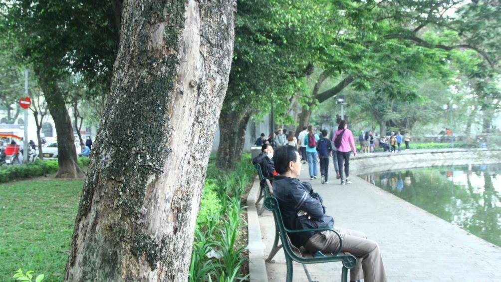 Trao đổi với b&aacute;o ch&iacute;, đại diện Ban Quản l&yacute; hồ Ho&agrave;n Kiếm v&agrave; phố cổ H&agrave; Nội cho biết, đ&atilde; nhận được th&ocirc;ng tin phản &aacute;nh về việc c&acirc;y sưa chết ở hồ Gươm.