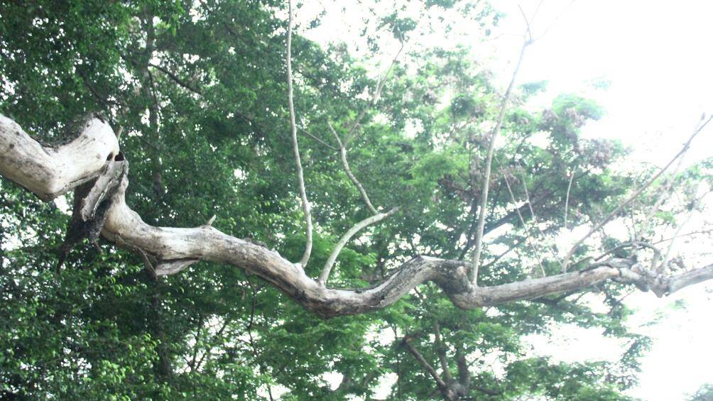 "Đ&acirc;y l&agrave; c&acirc;y sưa đỏ, c&oacute; gi&aacute; trị lớn n&ecirc;n phải b&aacute;o c&aacute;o quận để xin hạ c&acirc;y. Ngo&agrave;i ra, khi đ&atilde; hạ được c&acirc;y th&igrave; xin &yacute; kiến chỉ đạo của Sở X&acirc;y dựng, rồi b&aacute;o c&aacute;o Sở T&agrave;i ch&iacute;nh, UBND TP xem x&eacute;t xử l&yacute; gỗ như thế n&agrave;o", vị đại diện cho hay.