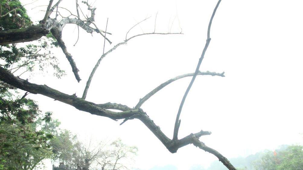 Theo một người d&acirc;n sinh sống gần khu vực hồ Gươm cho biết, c&acirc;y sưa n&agrave;y đ&atilde; bị chết kh&ocirc; nhiều năm nhưng chưa được chặt hạ