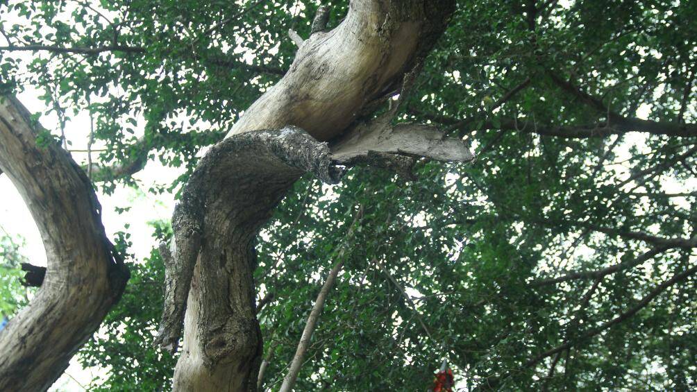 Việc c&acirc;y chết nằm ở hồ Gươm l&agrave;m mất mỹ quan đ&ocirc; thị. Ngo&agrave;i ra, c&aacute;c c&agrave;nh c&acirc;y kh&ocirc; c&oacute; thể rơi bất cứ l&uacute;c n&agrave;o g&acirc;y nguy hiểm cho người d&acirc;n v&agrave; du kh&aacute;ch khi đi qua lại.