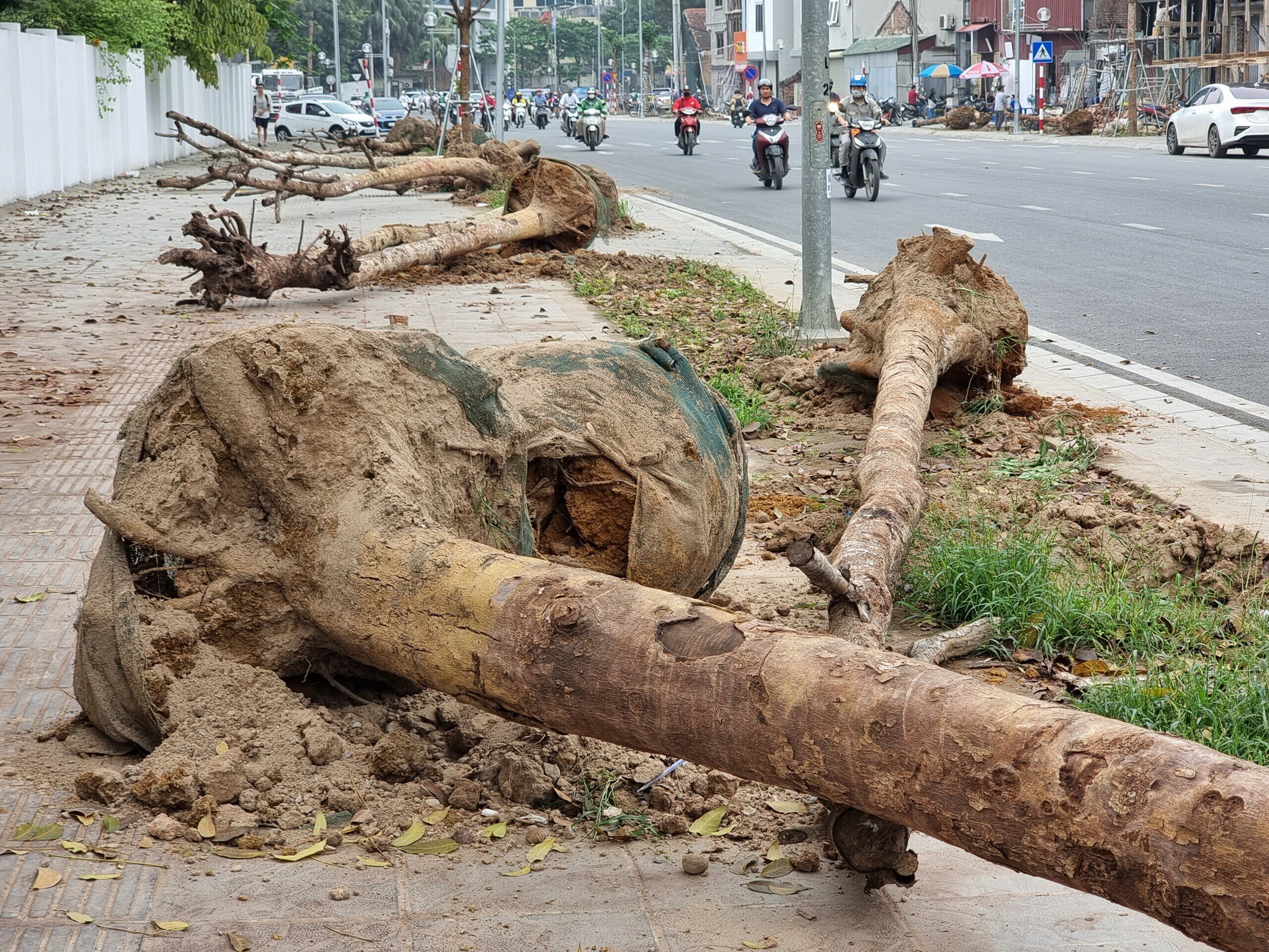 H&ocirc;m nay (3/4), ghi nhận của PV, h&agrave;ng c&acirc;y chết kh&ocirc; tr&ecirc;n đường Huỳnh Th&uacute;c Kh&aacute;ng k&eacute;o d&agrave;i (TP H&agrave; Nội) đ&atilde; được c&ocirc;ng nh&acirc;n đốn hạ.