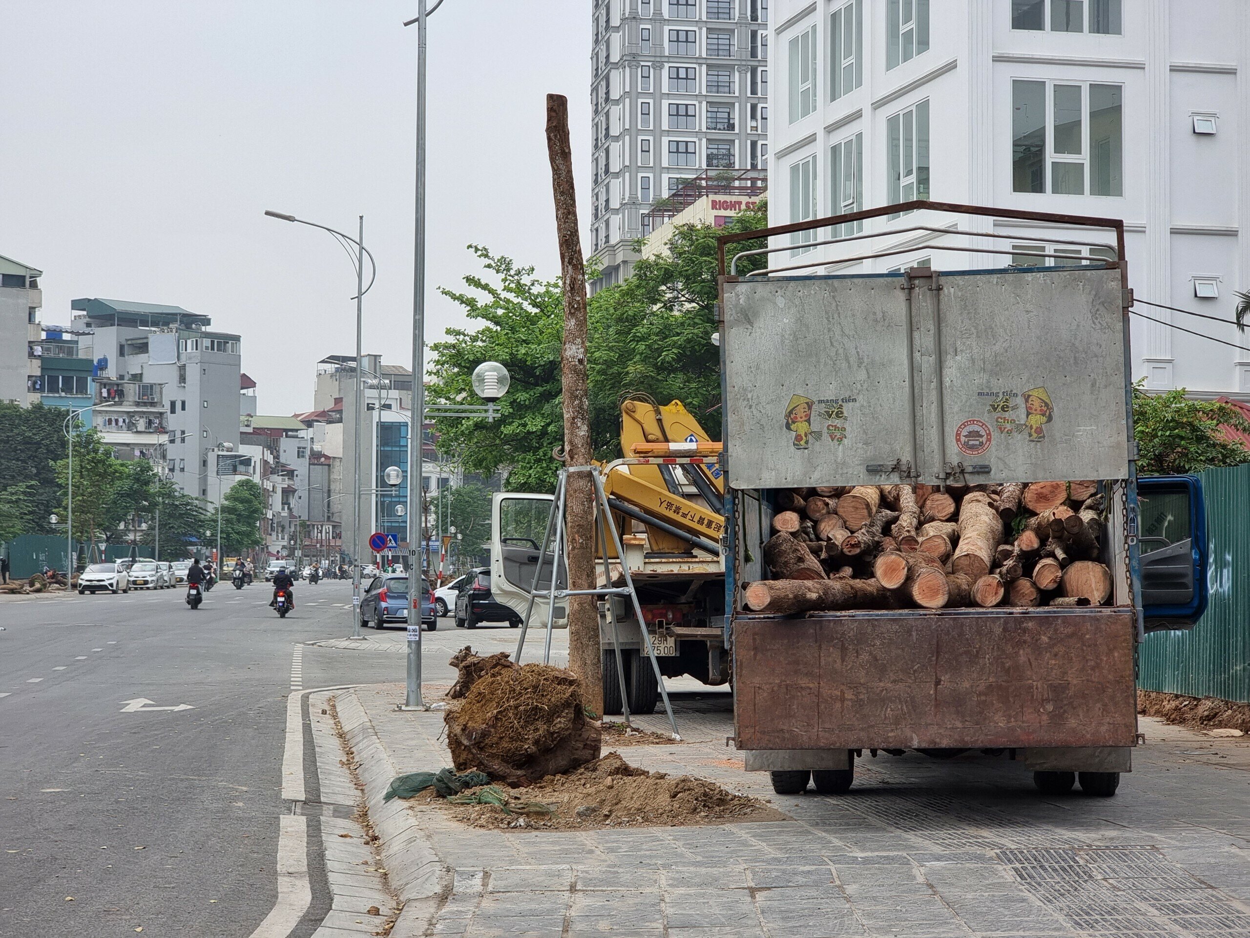 C&ocirc;ng nh&acirc;n được chia l&agrave;m 2 nh&oacute;m, trong đ&oacute; một nh&oacute;m c&oacute; nhiệm vụ nhổ, xếp c&acirc;y tr&ecirc;n vỉa h&egrave;; nh&oacute;m c&ograve;n lại c&oacute; nhiệm vụ cưa hạ để thuận tiện cho việc vận chuyển th&acirc;n c&acirc;y đi nơi kh&aacute;c.