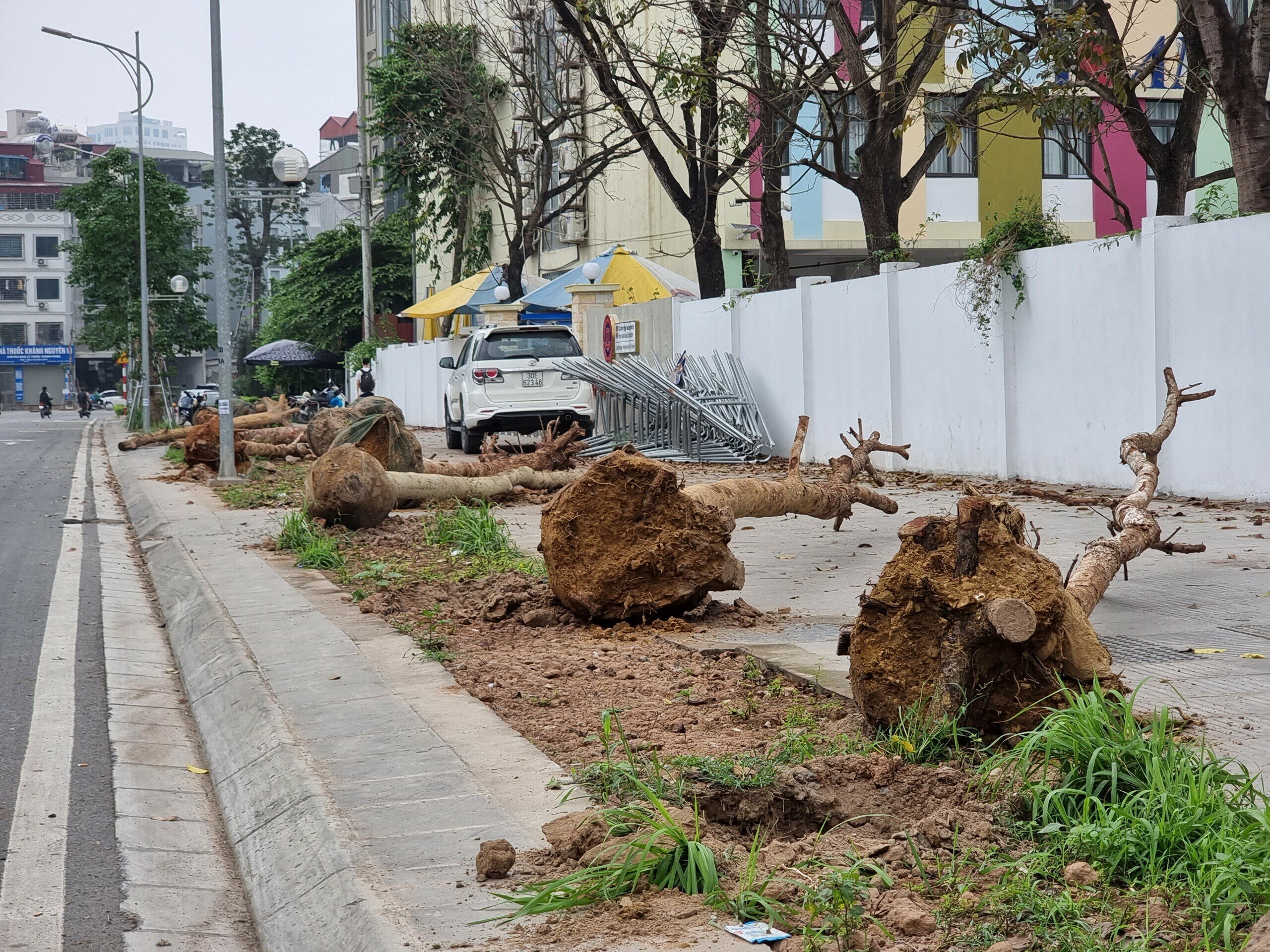 Li&ecirc;n quan nội dung n&agrave;y, Ban Quản l&yacute; dự &aacute;n đầu tư x&acirc;y dựng quận Đống Đa (TP H&agrave; Nội) - đơn vị chủ đầu tư dự &aacute;n đường Huỳnh Th&uacute;c Kh&aacute;ng k&eacute;o d&agrave;i cho biết, hiện nay, c&ocirc;ng tr&igrave;nh đang trong giai đoạn tạm b&agrave;n giao để đưa v&agrave;o sử dụng, tr&aacute;ch nhiệm quản l&yacute;, chăm s&oacute;c, bảo h&agrave;nh c&acirc;y do nh&agrave; thầu thi c&ocirc;ng thực hiện.