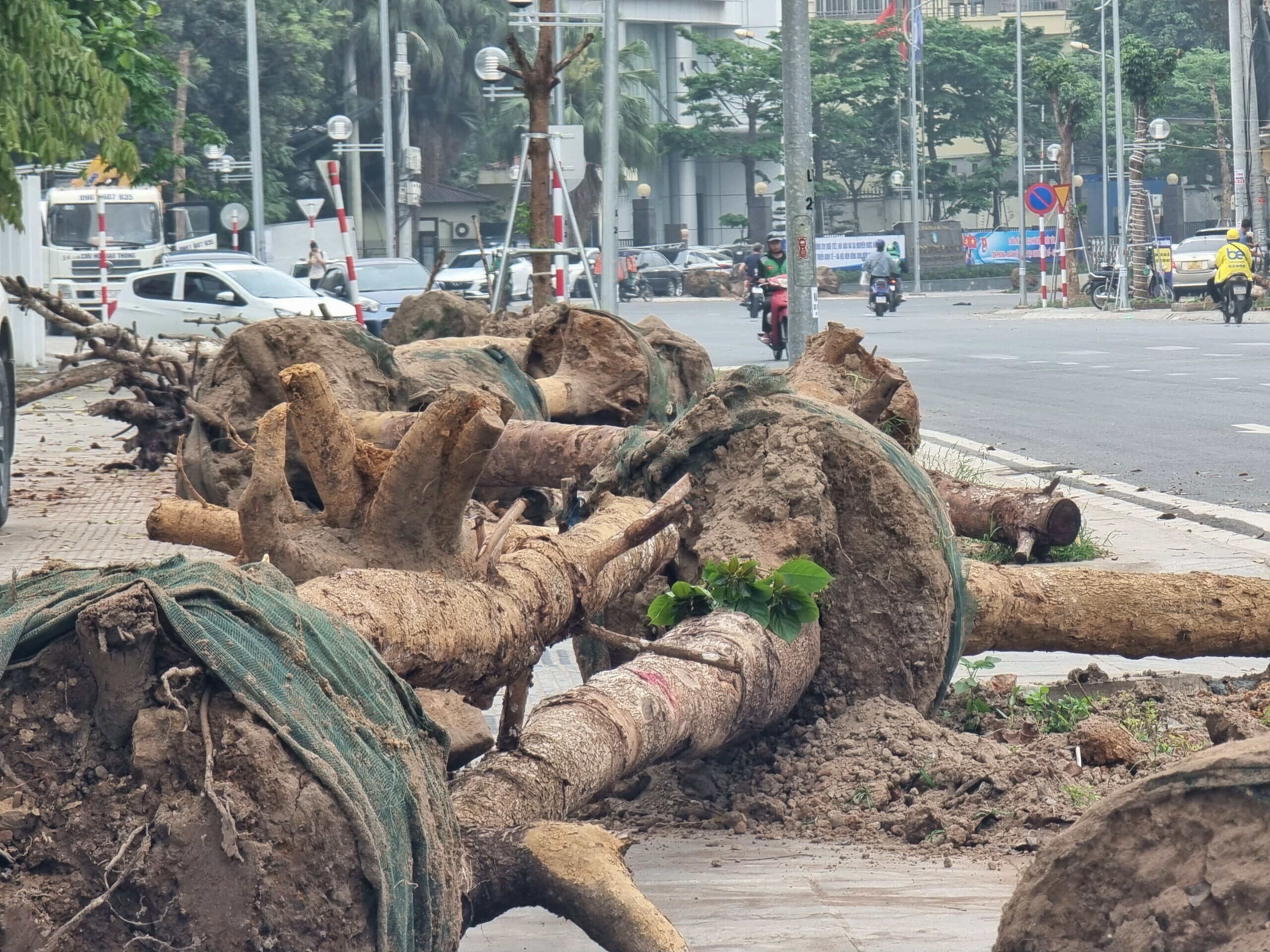 Do đ&oacute;, việc nhổ bỏ, thay thế h&agrave;ng c&acirc;y chết kh&ocirc; n&agrave;y do nh&agrave; thầu thi c&ocirc;ng chịu tr&aacute;ch nhiệm v&agrave; kh&ocirc;ng l&agrave;m đội vốn của dự &aacute;n.