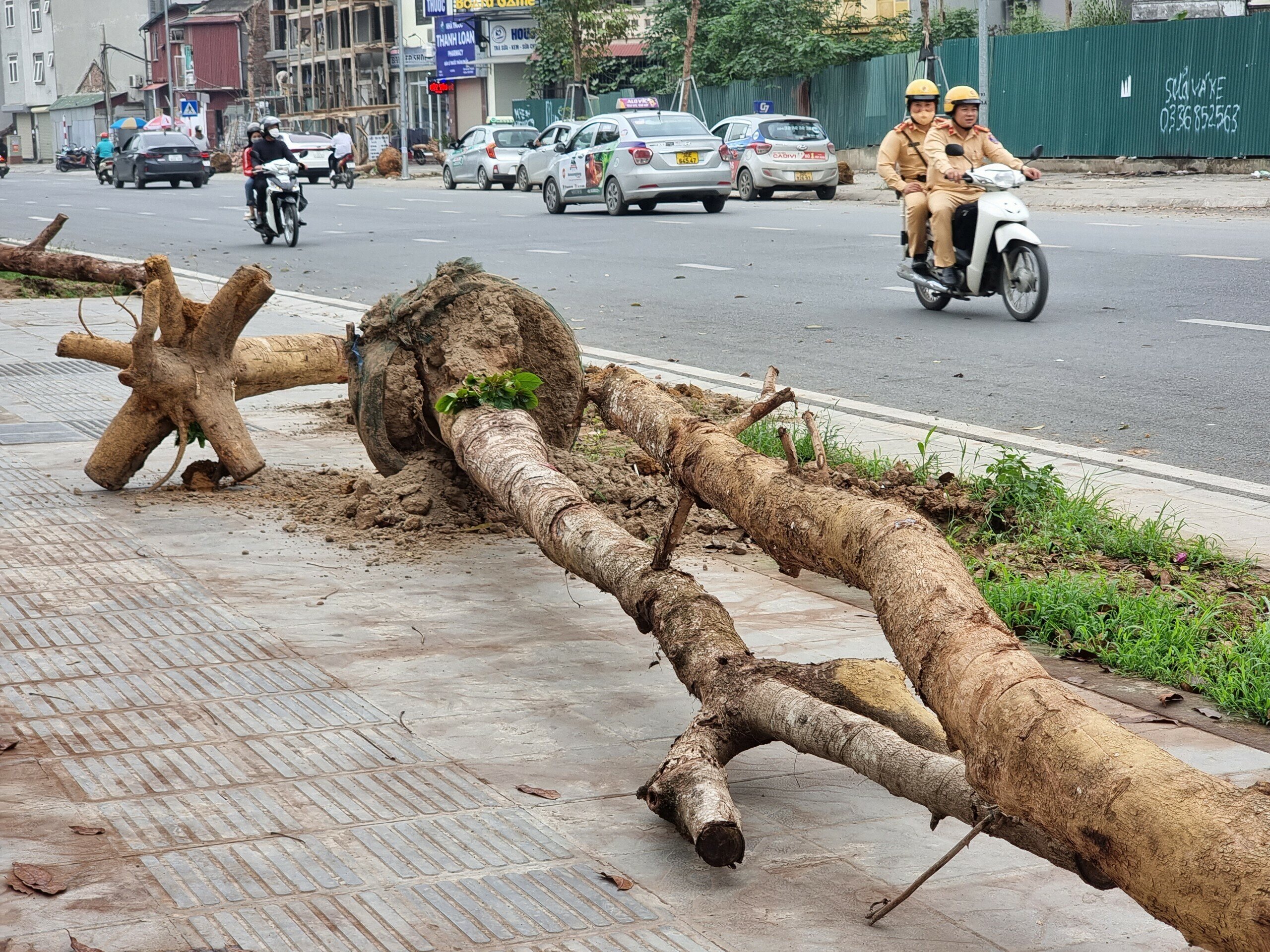 N&oacute;i về nguy&ecirc;n nh&acirc;n khiến c&acirc;y xanh chết kh&ocirc; hoặc c&oacute; dấu hiệu sinh trưởng thấp, một c&aacute;n bộ Ban Quản l&yacute; dự &aacute;n đầu tư x&acirc;y dựng quận Đống Đa cho biết, do thổ nhưỡng bị thay đổi đột ngột.