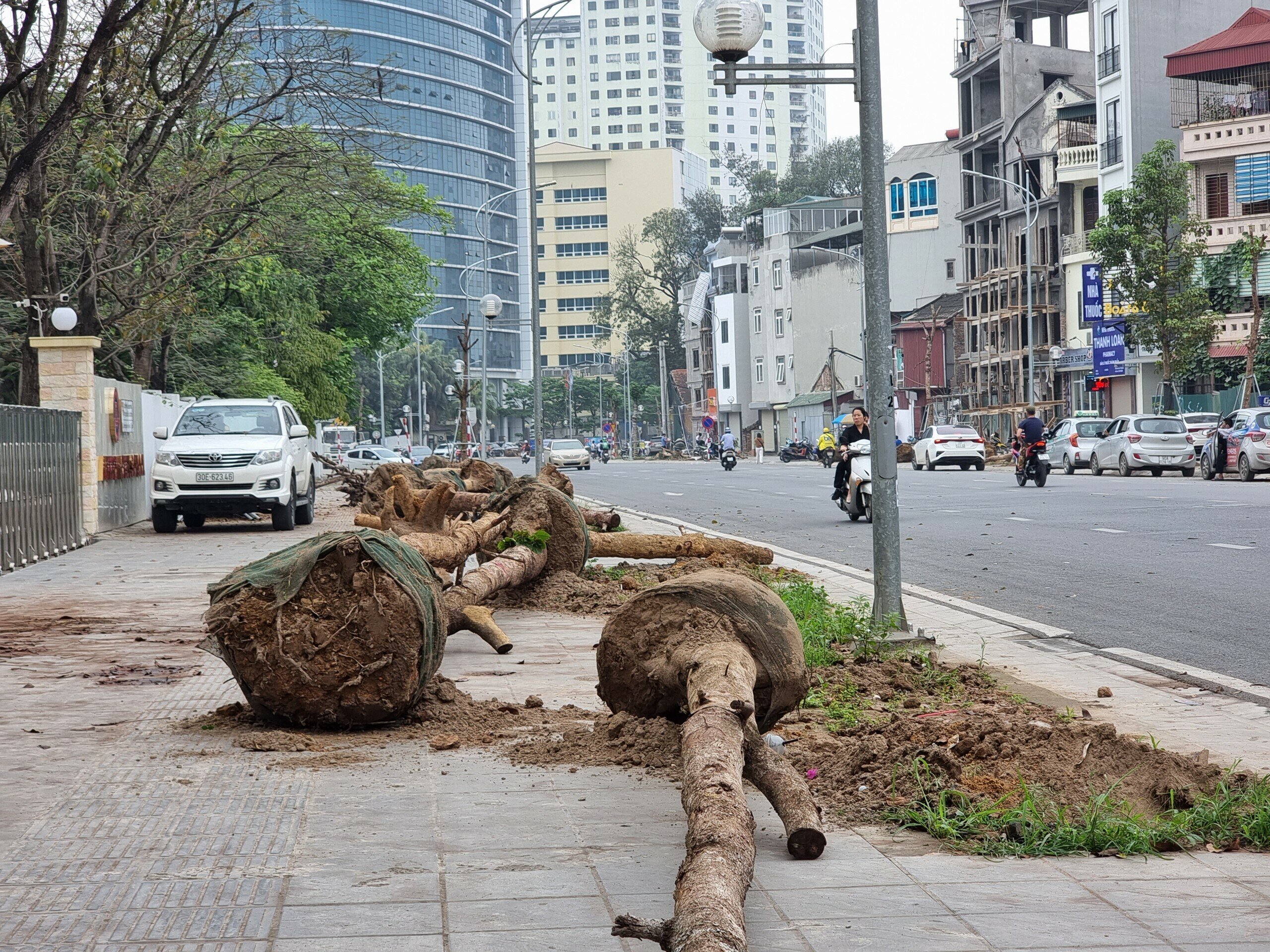 "Trước mắt, đơn vị x&aacute;c định khoảng v&agrave;i chục c&acirc;y bị chết n&ecirc;n y&ecirc;u cầu nh&agrave; thầu thi c&ocirc;ng thay thế. Hiện tr&aacute;ch nhiệm quản l&yacute;, chăm s&oacute;c, bảo h&agrave;nh c&acirc;y xanh mới trồng do nh&agrave; thầu thi c&ocirc;ng thực hiện", vị c&aacute;n bộ n&agrave;y n&oacute;i.