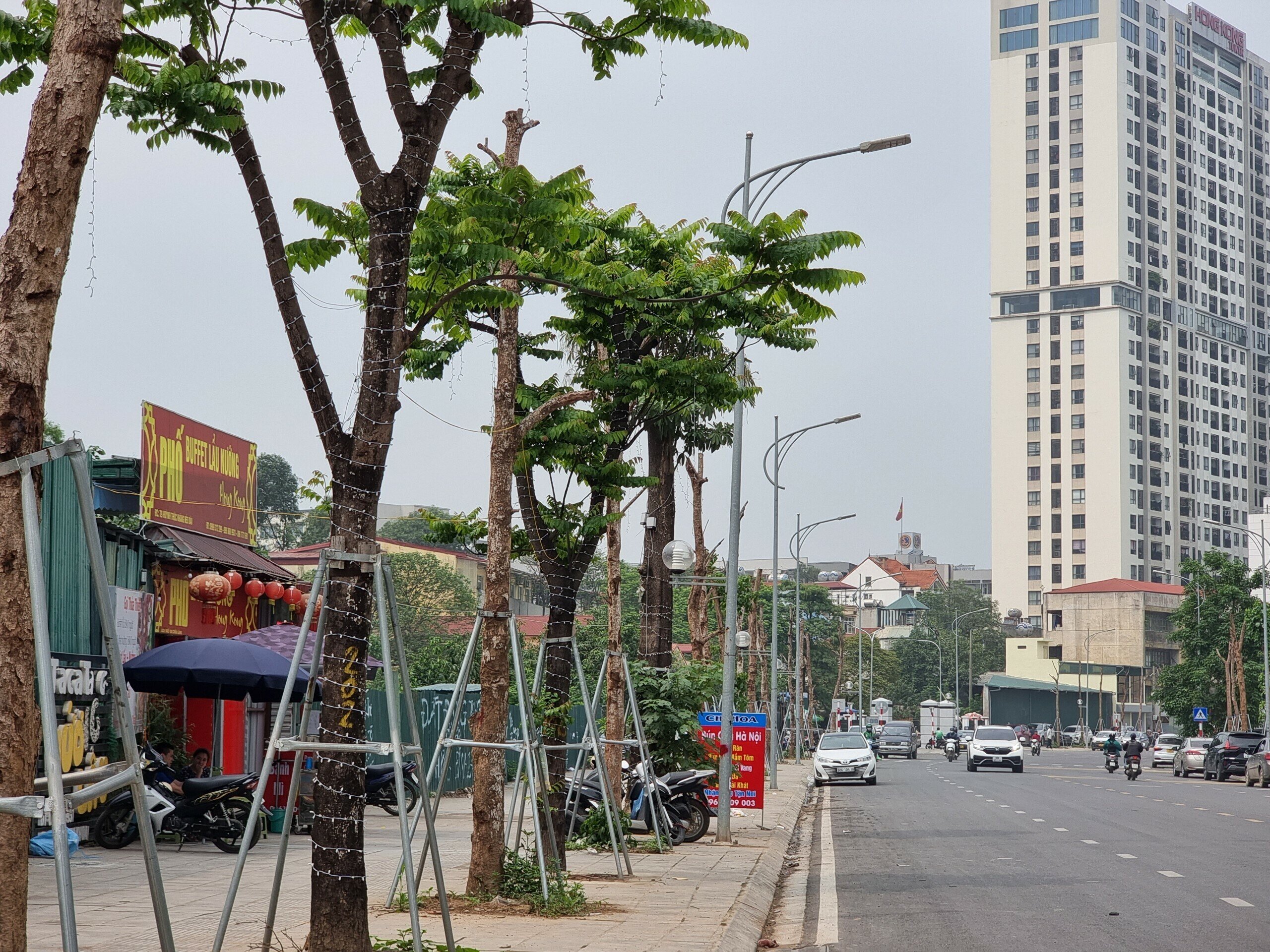 Theo t&igrave;m hiểu, h&agrave;ng c&acirc;y chết kh&ocirc; tr&ecirc;n đường Huỳnh Th&uacute;c Kh&aacute;ng k&eacute;o d&agrave;i l&agrave; c&acirc;y nhội, loại c&acirc;y gỗ lớn thường mọc ở đồi n&uacute;i. C&acirc;y nhội thuộc d&ograve;ng c&acirc;y th&acirc;n gỗ, cao to, c&oacute; thể cao tới hơn 20m, t&aacute;n l&aacute; rộng n&ecirc;n được trồng trong c&aacute;c th&agrave;nh phố để tạo b&oacute;ng m&aacute;t.