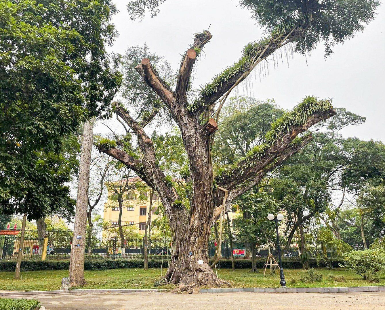 Ghi nhận của PV cho thấy, những ng&agrave;y gần đ&acirc;y, nhiều c&acirc;y cổ thụ ở c&ocirc;ng vi&ecirc;n B&aacute;ch Thảo (quận Ba Đ&igrave;nh, TP H&agrave; Nội) đ&atilde; chết kh&ocirc;