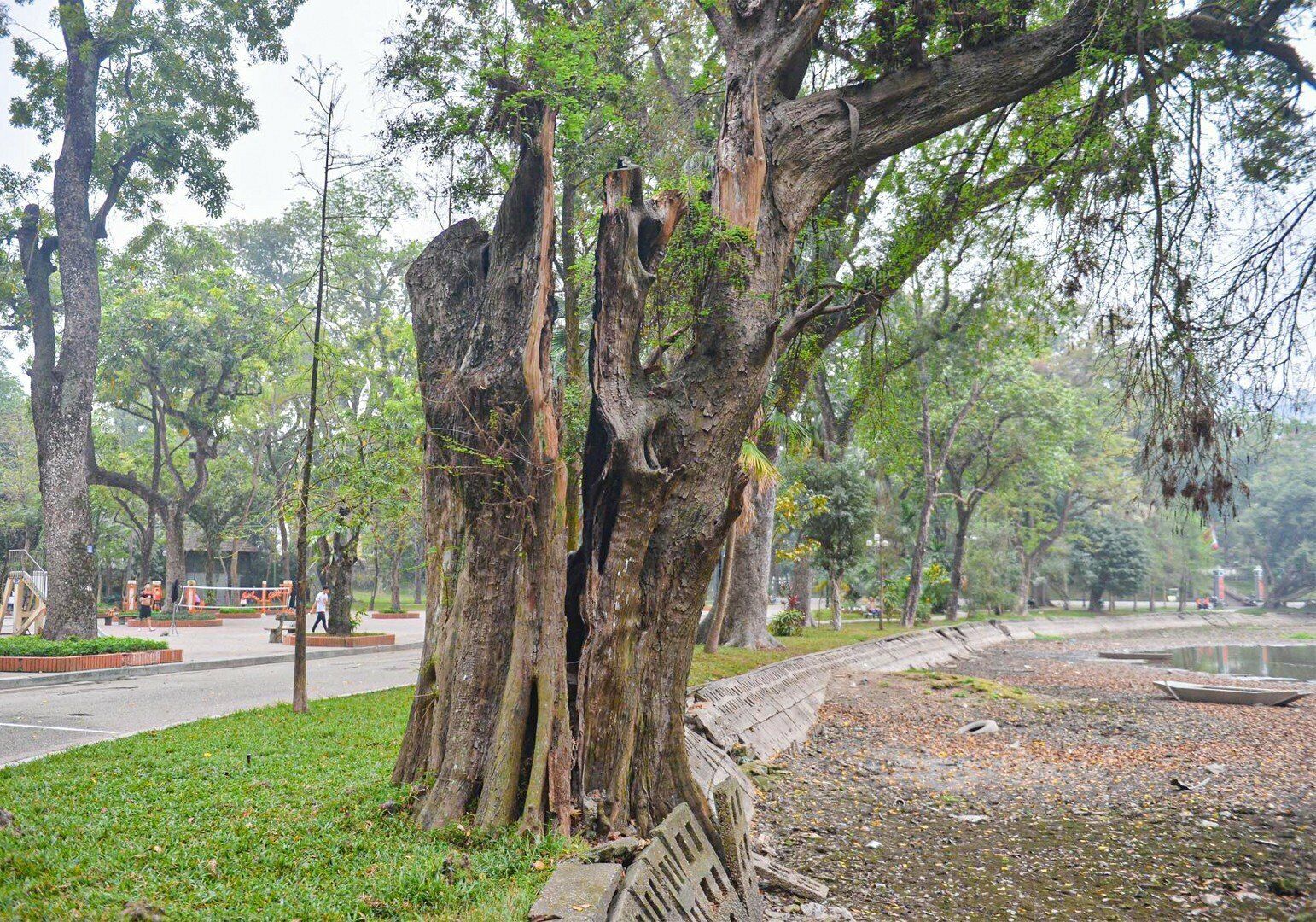 Đại diện X&iacute; nghiệp Quản l&yacute; c&acirc;y xanh số 3 - đơn vị chăm s&oacute;c trực tiếp c&aacute;c lo&agrave;i c&acirc;y trong c&ocirc;ng vi&ecirc;n B&aacute;ch Thảo cho biết, trong c&ocirc;ng vi&ecirc;n c&oacute; 11 c&acirc;y cổ thụ đ&atilde; chết