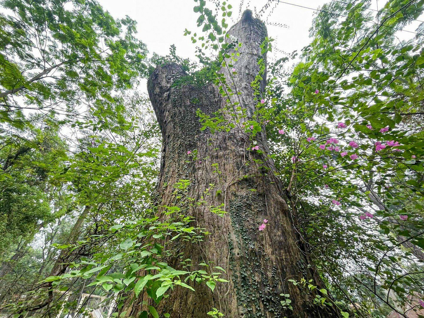 Trước mắt, đơn vị đ&atilde; cắt tỉa c&agrave;nh kh&ocirc; v&agrave; đ&atilde; b&aacute;o c&aacute;o l&ecirc;n cấp tr&ecirc;n để xin phương &aacute;n chặt hạ, trồng c&acirc;y mới