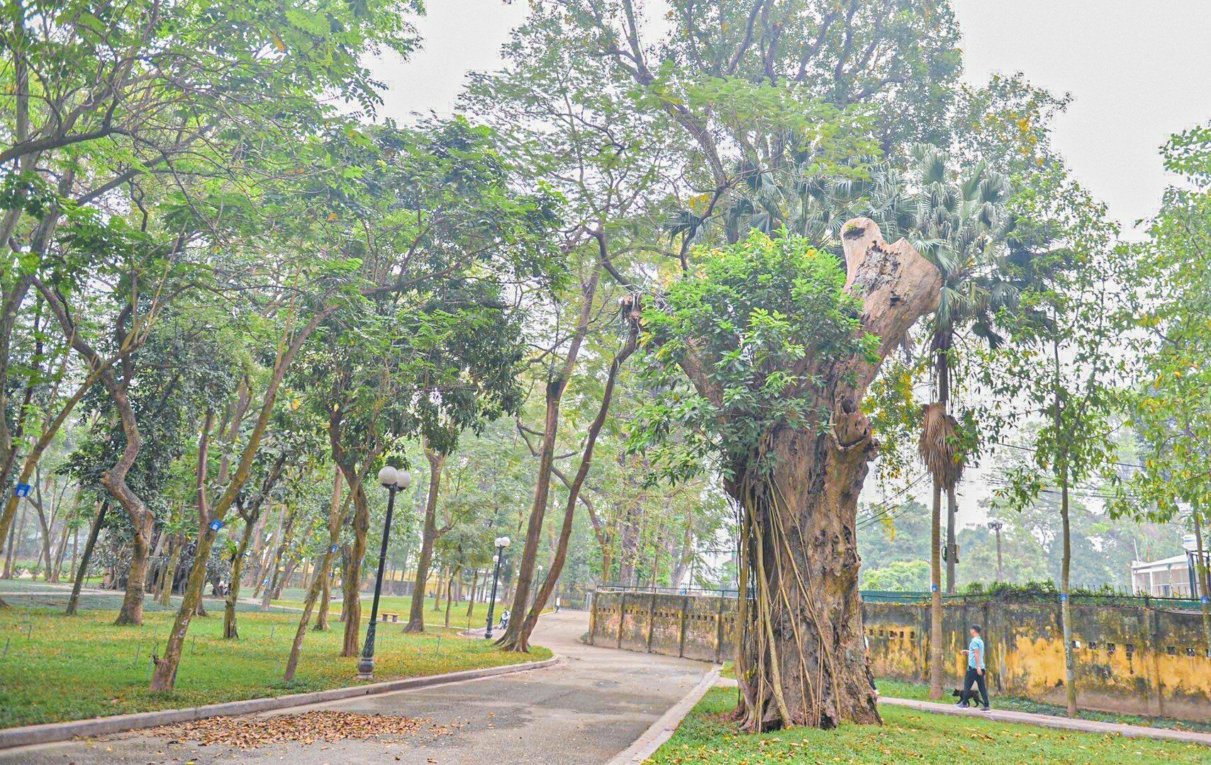 Trong khi đ&oacute;, đại diện C&ocirc;ng ty TNHH Một th&agrave;nh vi&ecirc;n c&ocirc;ng vi&ecirc;n c&acirc;y xanh H&agrave; Nội - đơn vị quản l&yacute; c&ocirc;ng vi&ecirc;n B&aacute;ch Thảo cho biết, c&aacute;c c&acirc;y xanh trong c&ocirc;ng vi&ecirc;n c&oacute; tuổi đời hơn 100 năm (từ thời Ph&aacute;p thuộc) v&agrave; mới chết trong khoảng thời gian gần đ&acirc;y