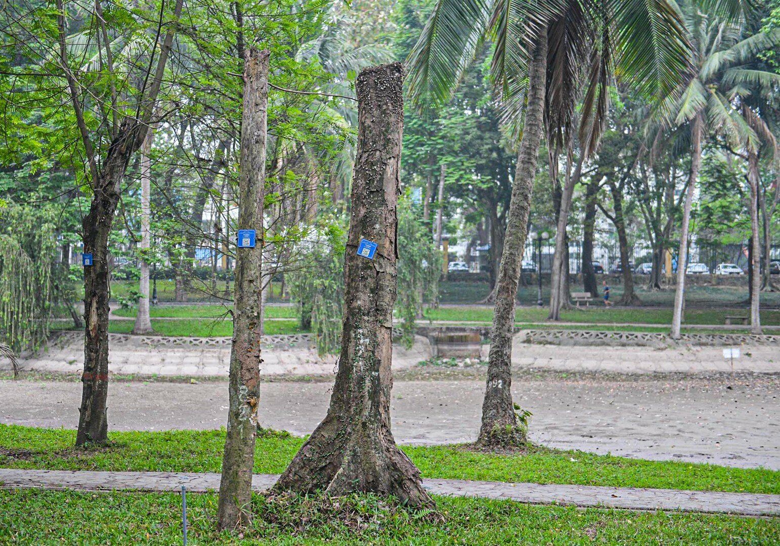 Kh&ocirc;ng chỉ l&agrave; địa chỉ bảo tồn c&aacute;c thực vật qu&yacute;, m&agrave; nơi đ&acirc;y c&ograve;n l&agrave; điểm đến, điểm tham quan, tập thể dục của người d&acirc;n H&agrave; Nội v&agrave; c&aacute;c du kh&aacute;ch nơi kh&aacute;c khi tới Thủ đ&ocirc;