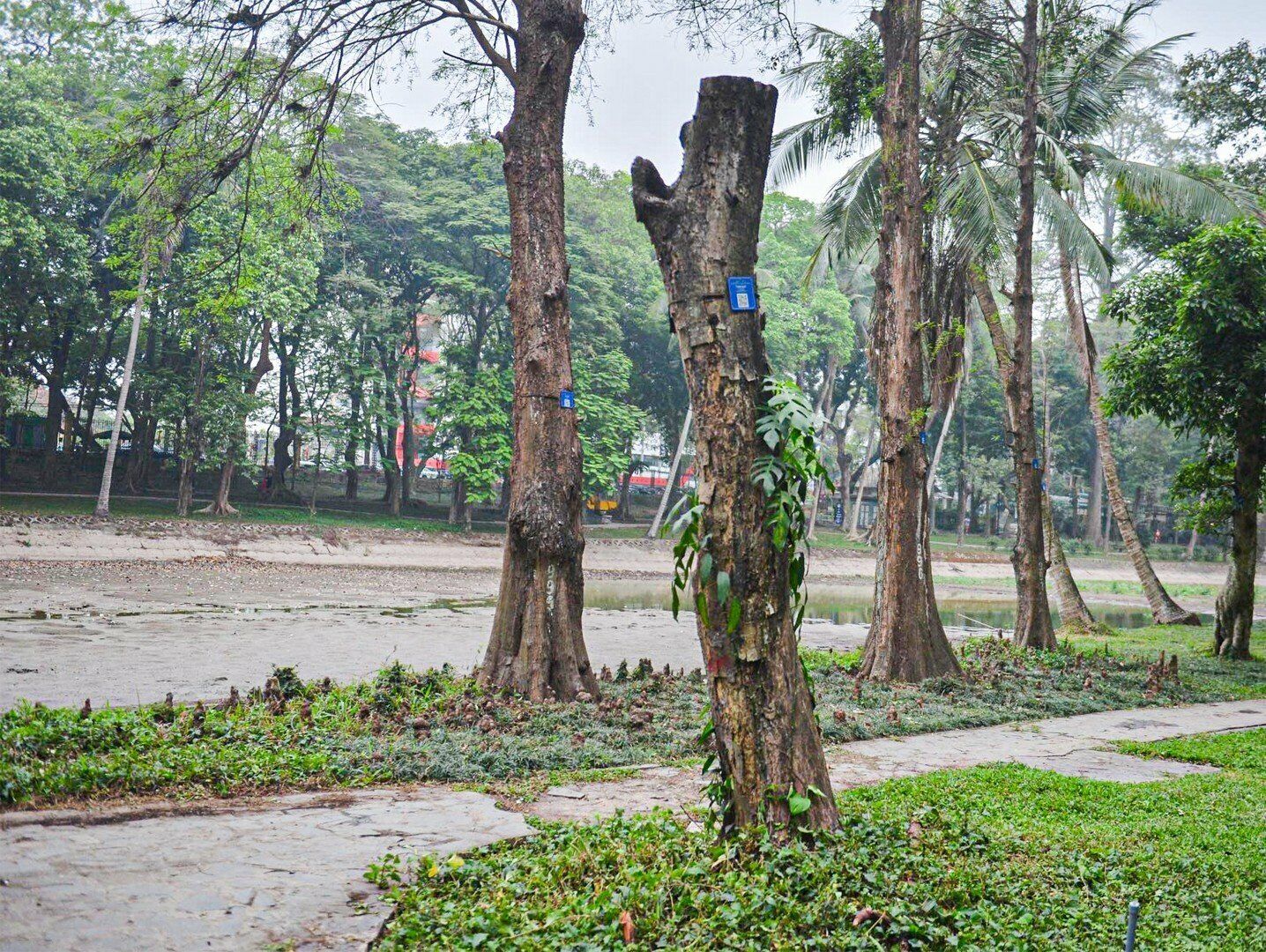 Đa số c&aacute;c c&acirc;y n&agrave;y đ&atilde; được cắt tỉa c&agrave;nh, chỉ c&ograve;n lại gốc để đảm bảo an to&agrave;n cho người d&acirc;n khi tham quan c&ocirc;ng vi&ecirc;n B&aacute;ch Thảo