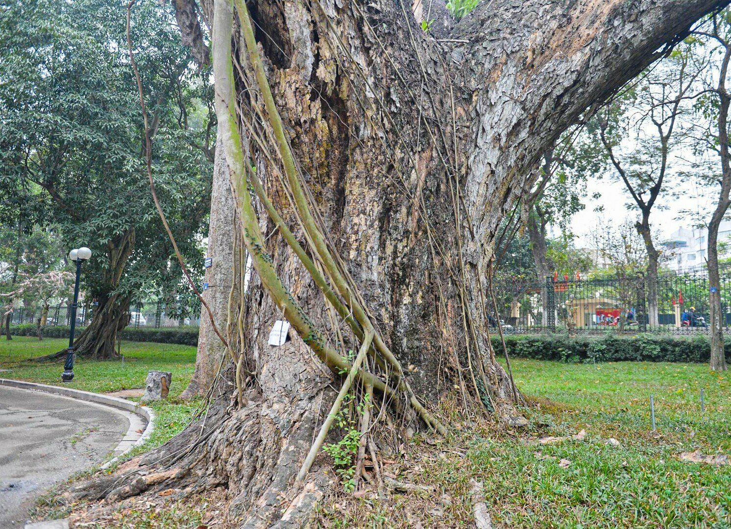 Đ&aacute;ng ch&uacute; &yacute;, c&acirc;y muồng ngủ - một c&acirc;y rất nổi tiếng trong c&ocirc;ng vi&ecirc;n B&aacute;ch Thảo ở ngay cổng v&agrave;o c&oacute; th&acirc;n to nhiều người &ocirc;m cũng đ&atilde; chết, th&acirc;n c&acirc;y đang được một c&acirc;y kh&aacute;c sống nhờ