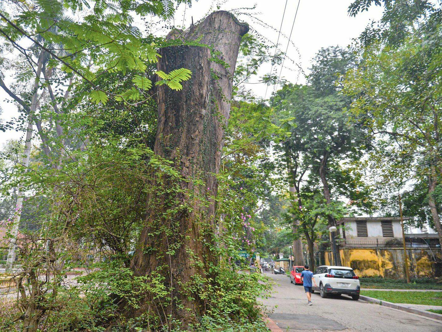 Trong số những c&acirc;y chết kh&ocirc; n&agrave;y kh&ocirc;ng &iacute;t c&acirc;y cổ thụ, c&oacute; tuổi đời cả trăm năm