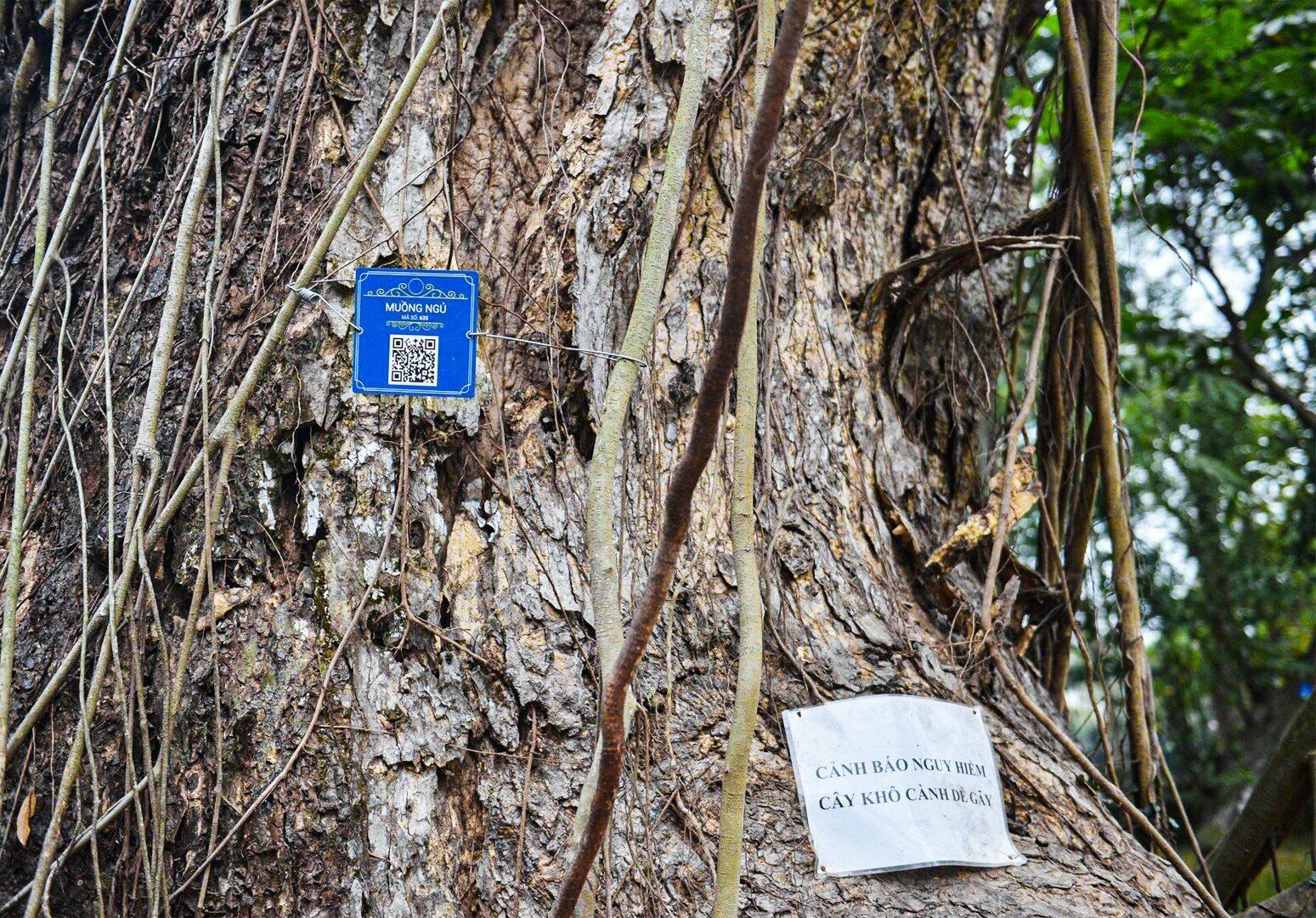 Qua m&atilde; QR được đặt ở gốc c&acirc;y, c&acirc;y muồng ngủ n&agrave;y cao 19m, đường k&iacute;nh t&aacute;n 23m; th&acirc;n c&acirc;y c&oacute; chu vi 7,75m, đường k&iacute;nh th&acirc;n c&acirc;y l&agrave; 2,47m