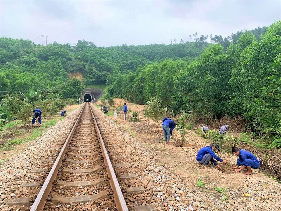 Đơn vị đường sắt trồng c&acirc;y hoa sim rừng dọc đường sắt ph&iacute;a Nam hầm số 7 tuyến đường sắt Thống nhất