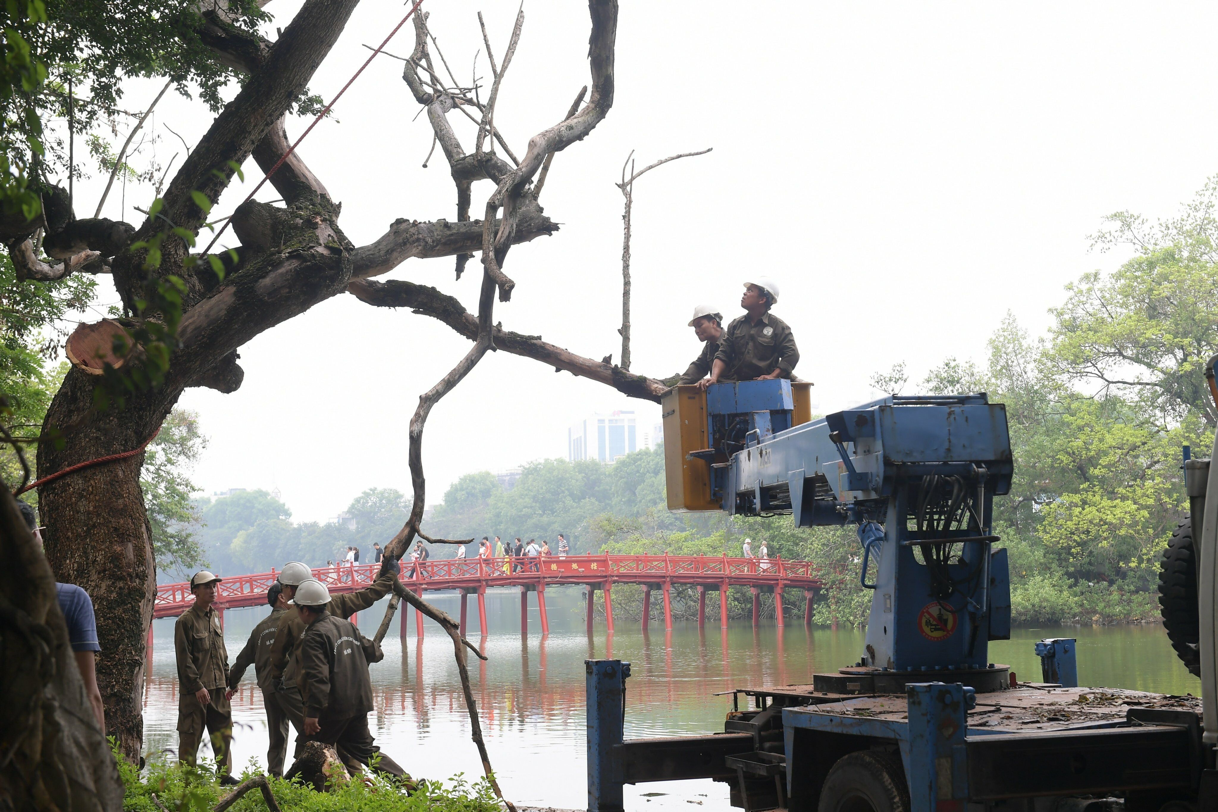 Xe n&acirc;ng được huy động để phục vụ việc chặt hạ c&acirc;y sưa trăm tuổi n&agrave;y.