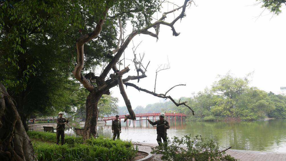 C&ocirc;ng nh&acirc;n được chia l&agrave;m 2 nh&oacute;m, trong đ&oacute; một nh&oacute;m c&oacute; nhiệm vụ cưa hạ những c&agrave;nh c&acirc;y, nh&oacute;m c&ograve;n lại sẽ chia th&agrave;nh kh&uacute;c để thuận tiện cho việc vận chuyển đi nơi kh&aacute;c.