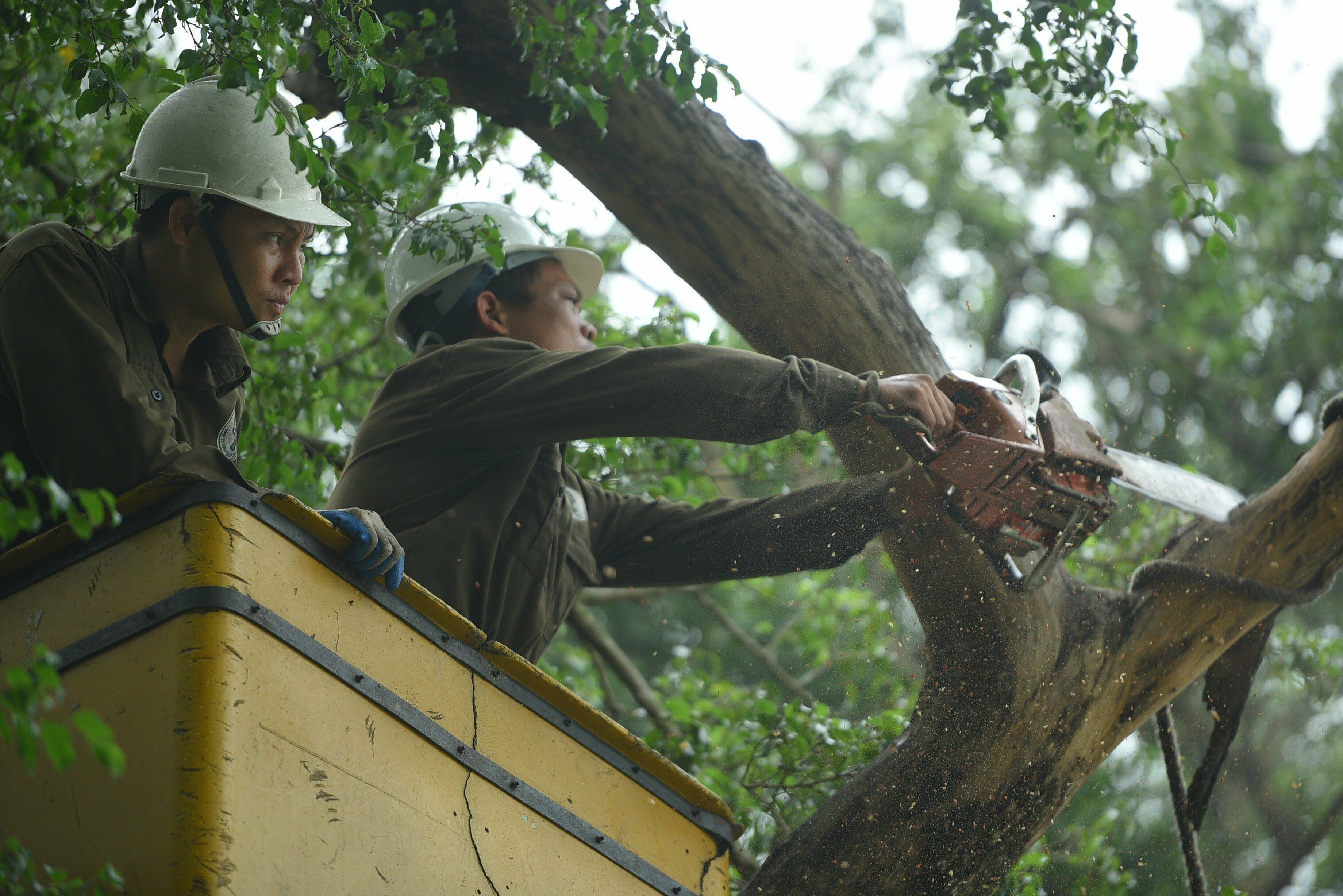 Theo quan s&aacute;t của PV, mặc d&ugrave; bề ngo&agrave;i th&acirc;n c&acirc;y bị chết kh&ocirc;, tr&oacute;c vỏ, tuy nhi&ecirc;n b&ecirc;n trong th&acirc;n c&acirc;y th&igrave; vẫn tươi v&agrave; v&ocirc; c&ugrave;ng cứng g&acirc;y kh&oacute; khăn cho c&ocirc;ng t&aacute;c cưa, xẻ.