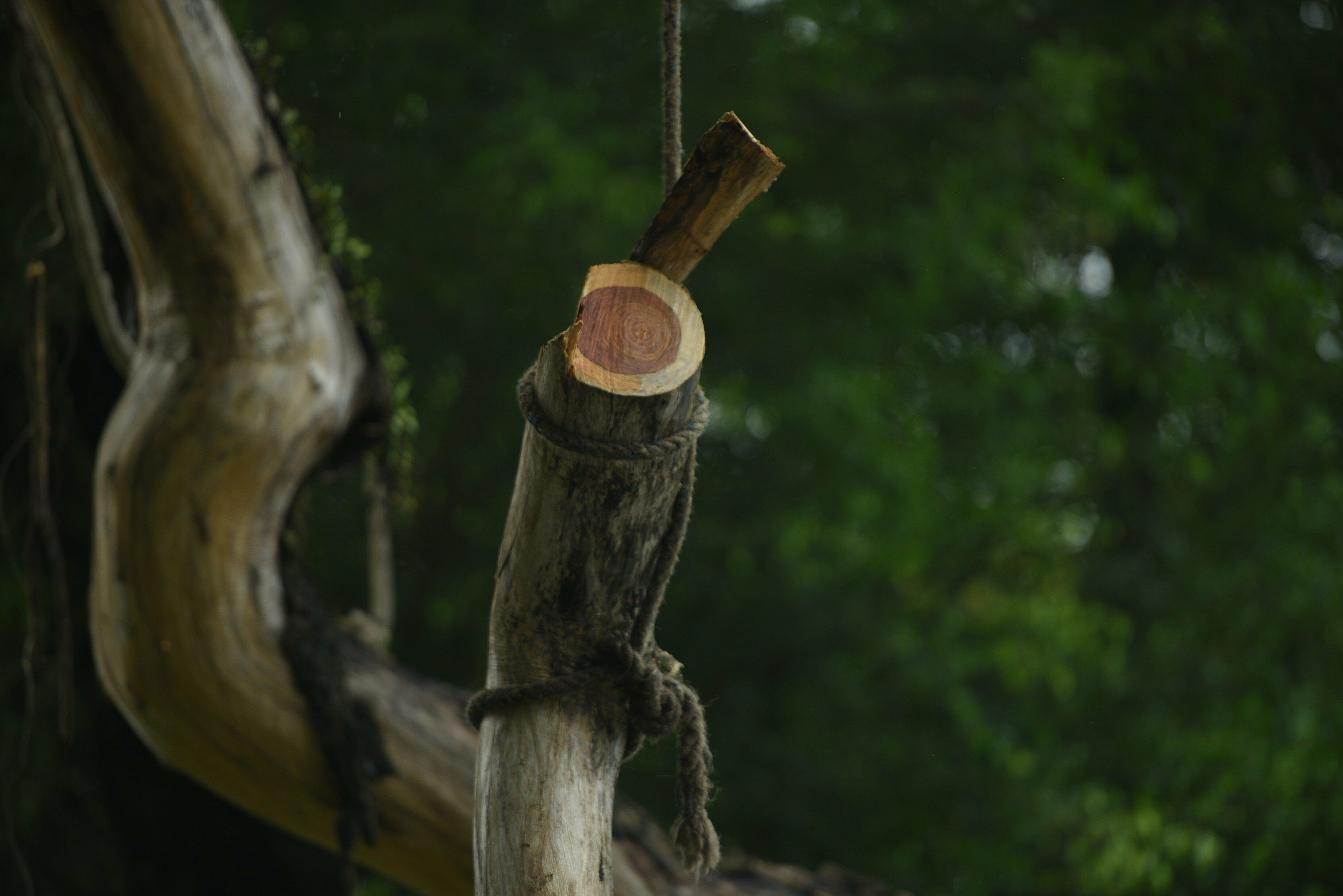 Theo một thợ gỗ gi&agrave;u kinh nghiệm, trung b&igrave;nh những c&acirc;y sưa đỏ c&oacute; tuổi đời từ 30 - 40 năm th&igrave; c&oacute; gi&aacute; từ 20 - 30 triệu đồng/kg. C&ograve;n đối với c&acirc;y gần 100 tuổi, cao khoảng 10m, đường k&iacute;nh th&acirc;n khoảng 70cm th&igrave; c&oacute; gi&aacute; từ 40 - 60 triệu đồng/kg. Tuy nhi&ecirc;n, gi&aacute; b&aacute;n n&agrave;y vẫn c&oacute; thể thay đổi tuỳ thuộc v&agrave;o chất lượng gỗ, v&acirc;n gỗ v&agrave; m&ugrave;i hương của gỗ.