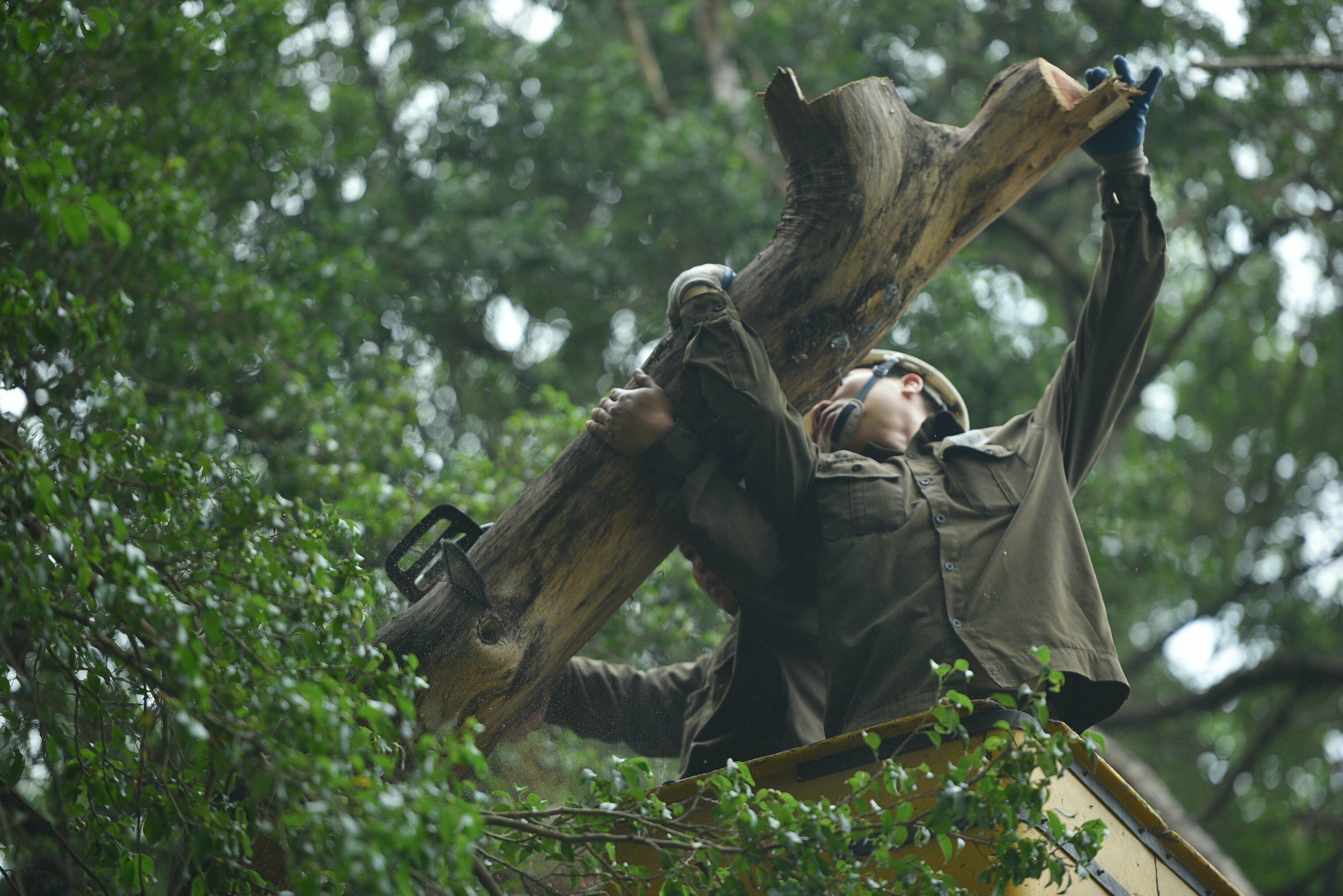 Trao đổi với PV B&aacute;o Giao th&ocirc;ng, &ocirc;ng Nguyễn Kim Quỳnh, Ph&oacute; ph&ograve;ng Quản l&yacute; dự &aacute;n v&agrave; hạ tầng kỹ thuật (Ban Quản l&yacute; hồ Ho&agrave;n Kiếm v&agrave; phố cổ H&agrave; Nội) cho biết, trong h&ocirc;m nay, C&ocirc;ng ty sẽ tiến h&agrave;nh chặt hạ 1 c&acirc;y. Những th&acirc;n c&acirc;y được chia nhỏ sẽ được kiểm k&ecirc;, đ&aacute;nh dấu rồi l&agrave;m bi&ecirc;n bản.