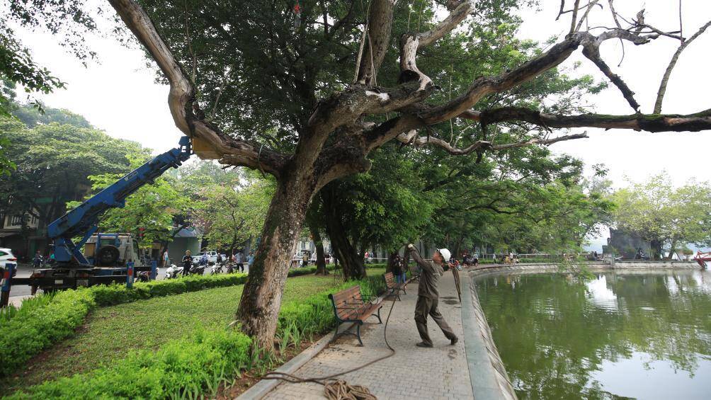 Ghi nhận của PV B&aacute;o Giao th&ocirc;ng, từ 8h30 ng&agrave;y 24/5, c&acirc;y sưa chết kh&ocirc; b&ecirc;n bờ hồ Gươm đối diện ng&atilde; ba L&ograve; Sũ - Đinh Ti&ecirc;n Ho&agrave;ng đ&atilde; bị chặt hạ. C&acirc;y sưa n&agrave;y c&oacute; đường k&iacute;nh 59cm, cao 10-12m, bị chết từ năm 2019.