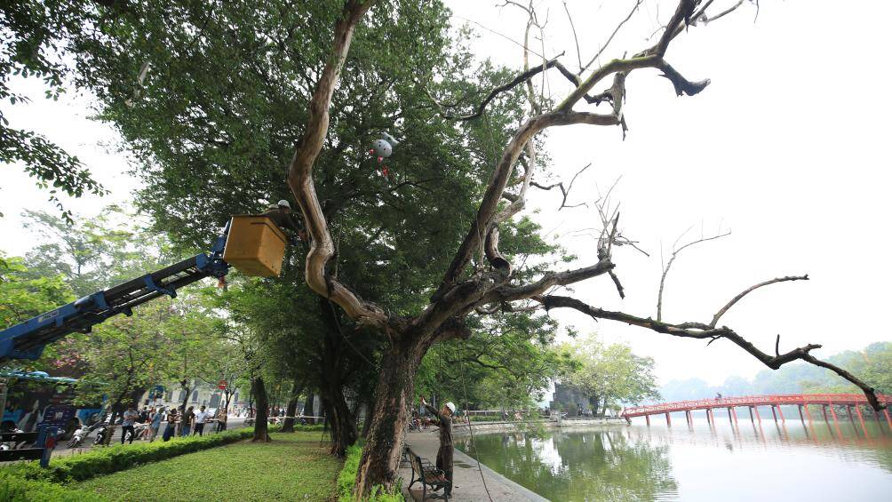 Việc chặt hạ, trồng thay thế c&acirc;y mới sẽ do C&ocirc;ng ty TNHH MTV C&ocirc;ng vi&ecirc;n C&acirc;y xanh H&agrave; Nội thực hiện.