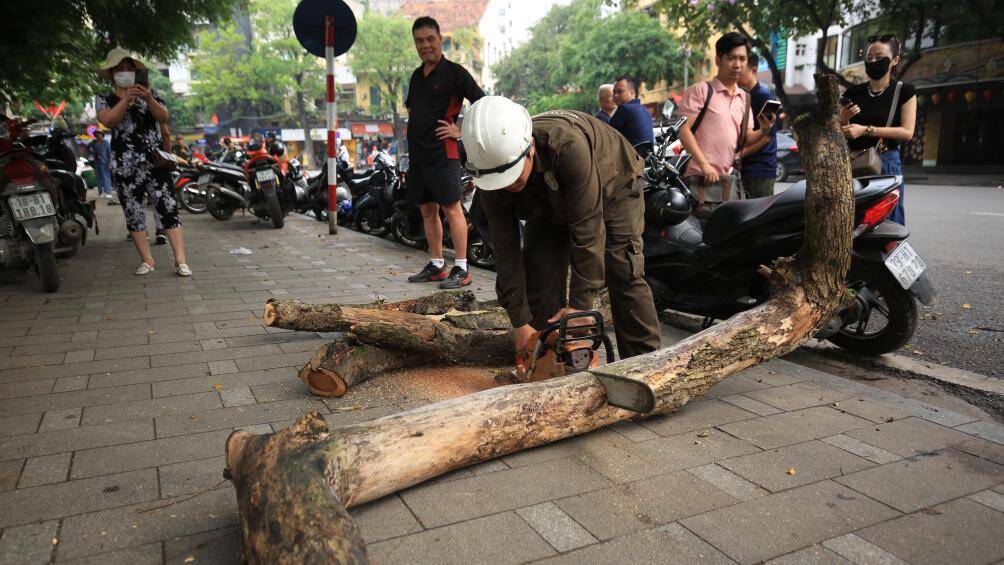 "Đ&acirc;y l&agrave; c&acirc;y sưa đỏ, c&oacute; gi&aacute; trị l&ecirc;n đến h&agrave;ng chục tỷ đồng n&ecirc;n việc chặt hạ khi c&acirc;y bị chết l&agrave; v&ocirc; c&ugrave;ng đ&aacute;ng tiếc", chị Dung, người d&acirc;n ở khu vực cho biết.