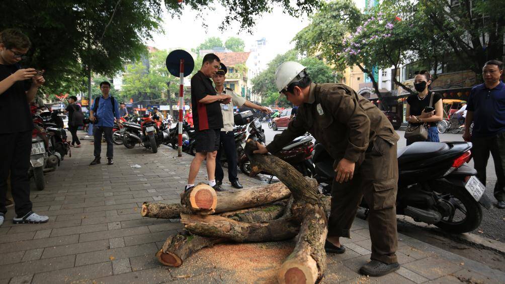 Được biết, số gỗ của c&acirc;y sưa đỏ sau khi chặt hạ sẽ được b&agrave;n giao cho Trung t&acirc;m Quản l&yacute; hạ tầng kỹ thuật TP H&agrave; Nội tiếp nhận v&agrave; bảo quản, đồng thời thực hiện thanh l&yacute; theo quy định.