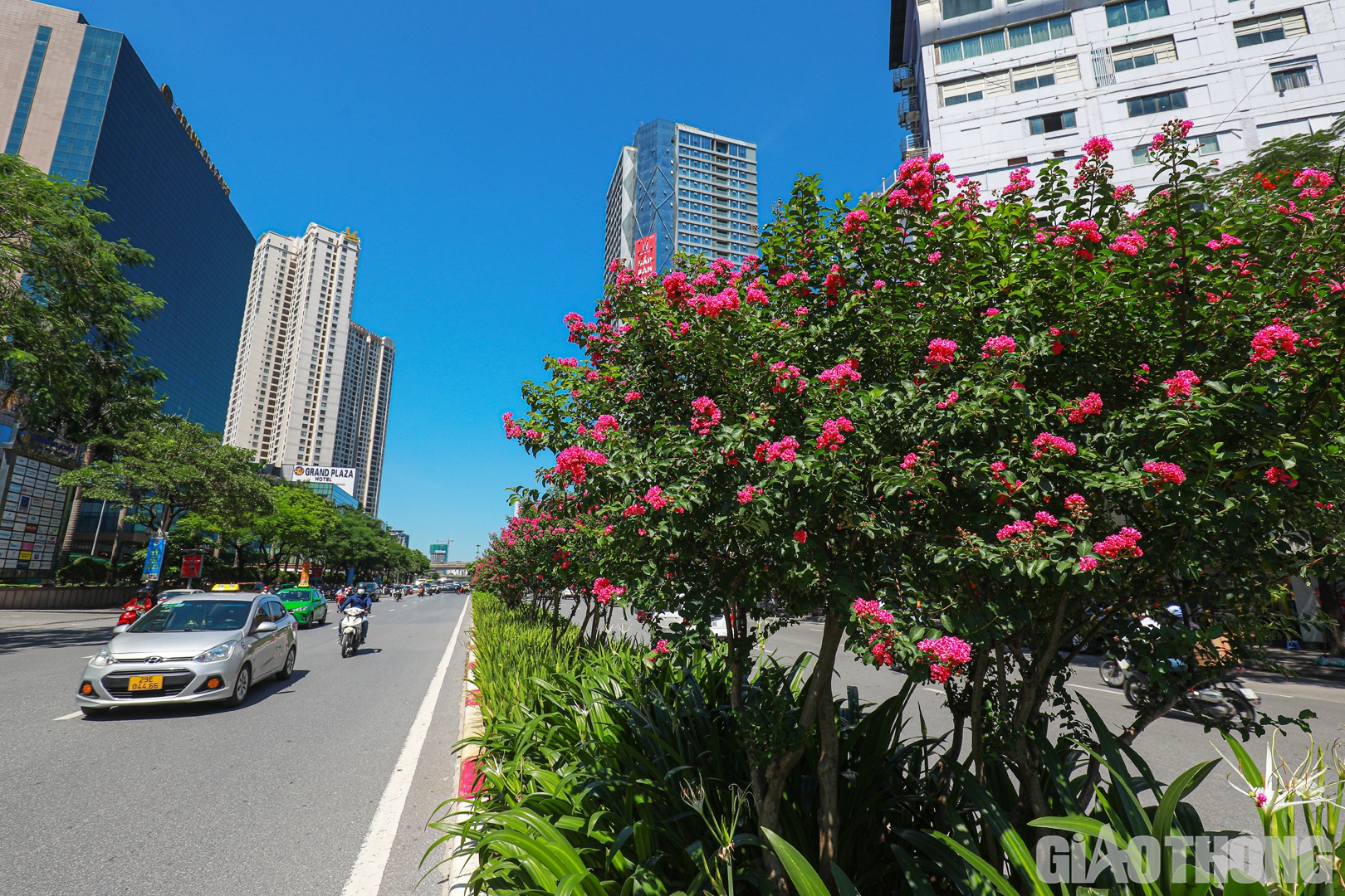 Tuy nhi&ecirc;n, h&agrave;ng phong l&aacute; đỏ đ&atilde; kh&ocirc;ng th&iacute;ch nghi được với điều kiện kh&iacute; hậu của th&agrave;nh phố v&agrave; đ&atilde; được di dời từ th&aacute;ng 6/2021.