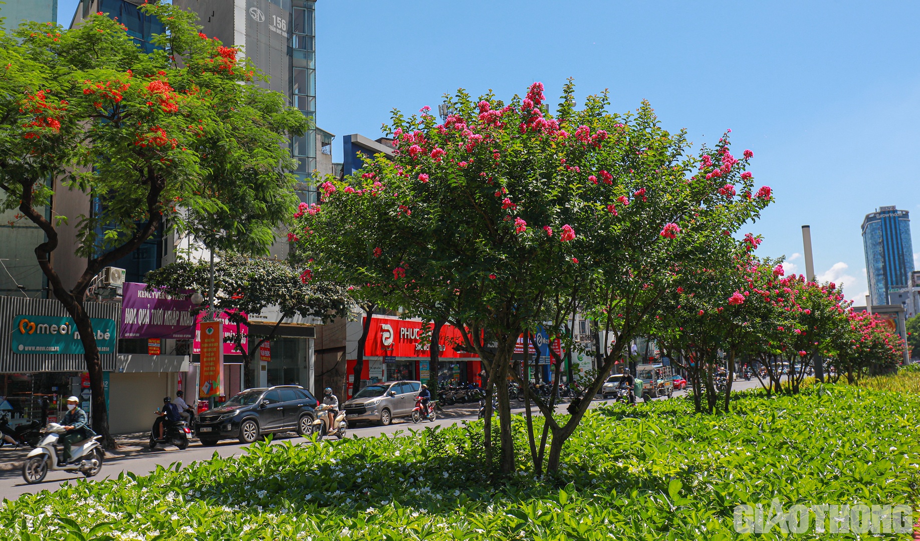 Sau khi h&agrave;ng phong l&aacute; đỏ được di dời, những c&acirc;y tường vi đ&atilde; thế chỗ ho&agrave;n to&agrave;n v&agrave; đang ph&aacute;t triển tốt.