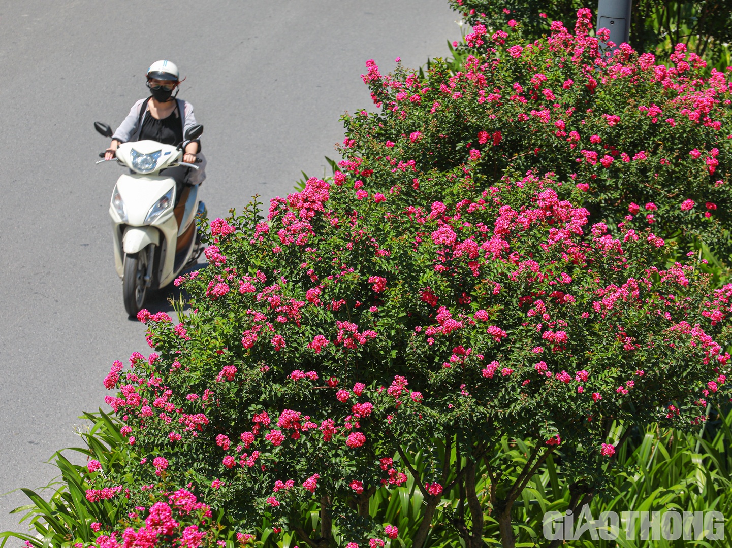 C&acirc;y hoa thường cao khoảng 1 - 2m, c&acirc;y c&oacute; gai v&agrave; nh&aacute;nh m&agrave;u n&acirc;u đậm. Nụ hoa c&oacute; h&igrave;nh cầu v&agrave; cụm hoa dạng h&igrave;nh ch&ugrave;y. B&ocirc;ng hoa tường vi thường nở th&agrave;nh ch&ugrave;m với c&aacute;c c&aacute;nh hoa mỏng rung rinh trong gi&oacute; tạo nết n&eacute;t đẹp quyến rũ m&ecirc; l&ograve;ng người. B&ocirc;ng hoa tường vi c&oacute; đa sắc m&agrave;u từ đỏ nhạt, hồng đến t&iacute;m. Mỗi khi hoa nở thường xo&egrave; ra s&aacute;u c&aacute;nh mỏng manh, xoăn nhẹ nh&agrave;ng tr&ocirc;ng rất đẹp.

D&ugrave; c&aacute;nh hoa mỏng manh nhưng hoa tường vi lại thường nở rộ trong m&ugrave;a h&egrave; &ndash; m&ugrave;a của những cơn mưa nặng hạt. Trong cơn mưa, c&aacute;c c&aacute;nh hoa rụng rơi nhiều tr&ecirc;n đất nhưng sau cơn mưa th&igrave; những b&ocirc;ng hoa tường vi xinh tươi tr&ecirc;n c&agrave;nh lại tiếp tục khoe sắc hương đầy rực rỡ.